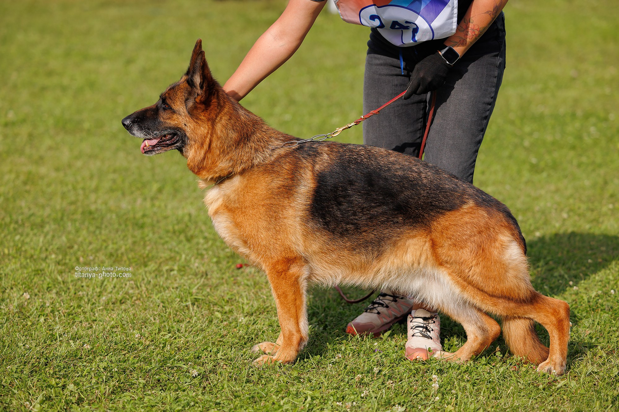 Немецкие овчарки: фото из рингов и вне ринга, мутпроба (фотографии с выставок). Фотограф собак, фотограф-анималист Аня Титова (Titanya). Москва
