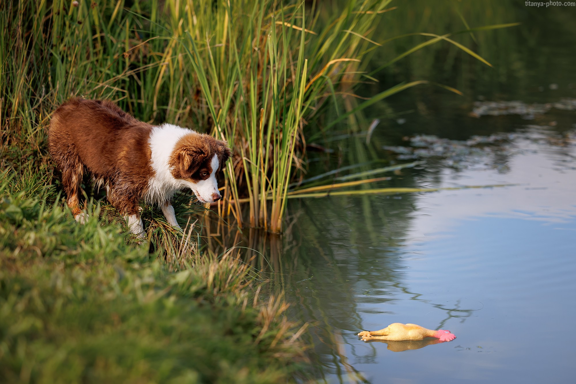 Наталья и мини аусси Ника. Фотограф собак, фотограф-анималист Аня Титова (Titanya). Москва