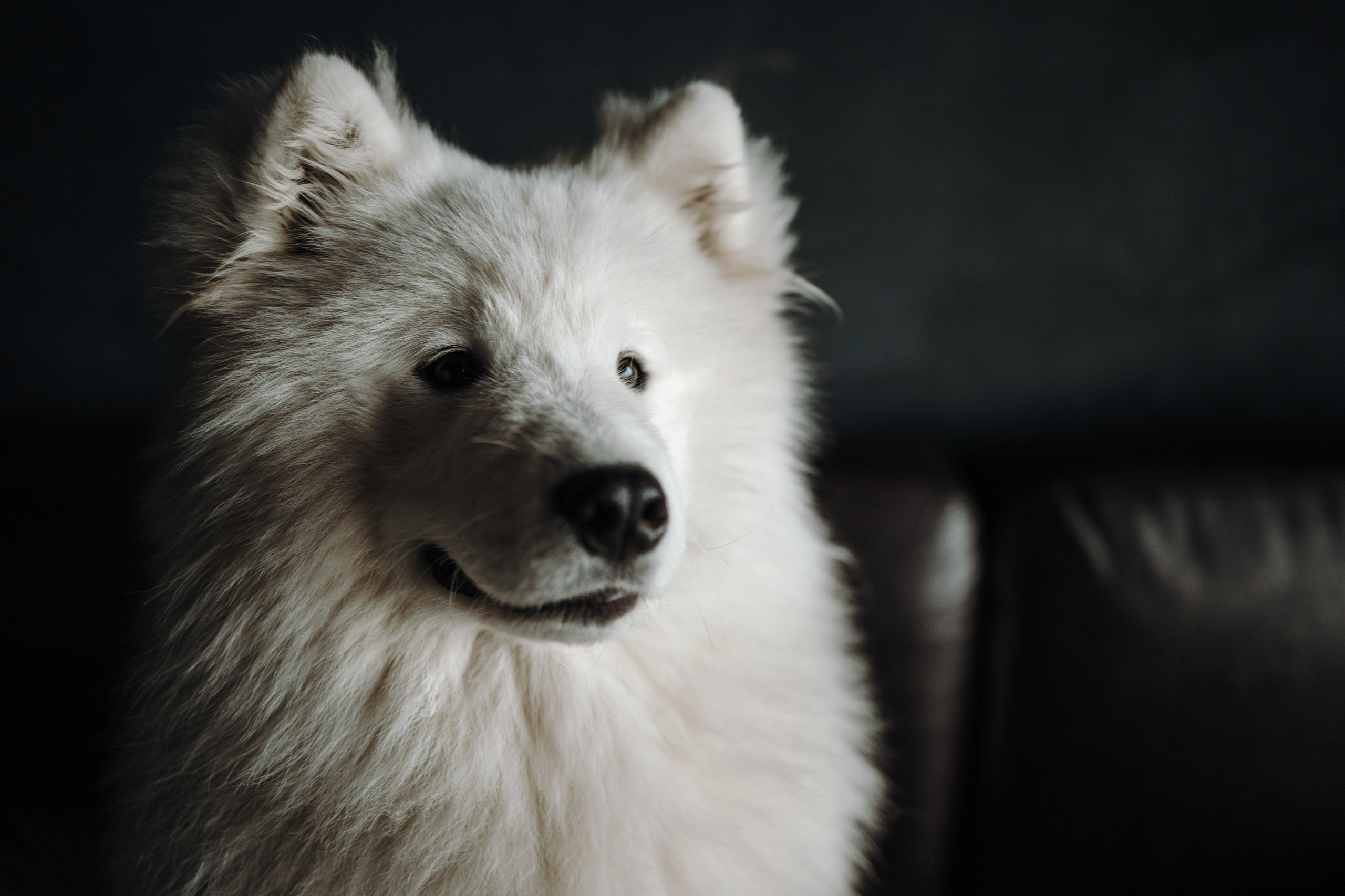 Марина и Мушу. Фотограф — Анималист | Санкт-Петербург