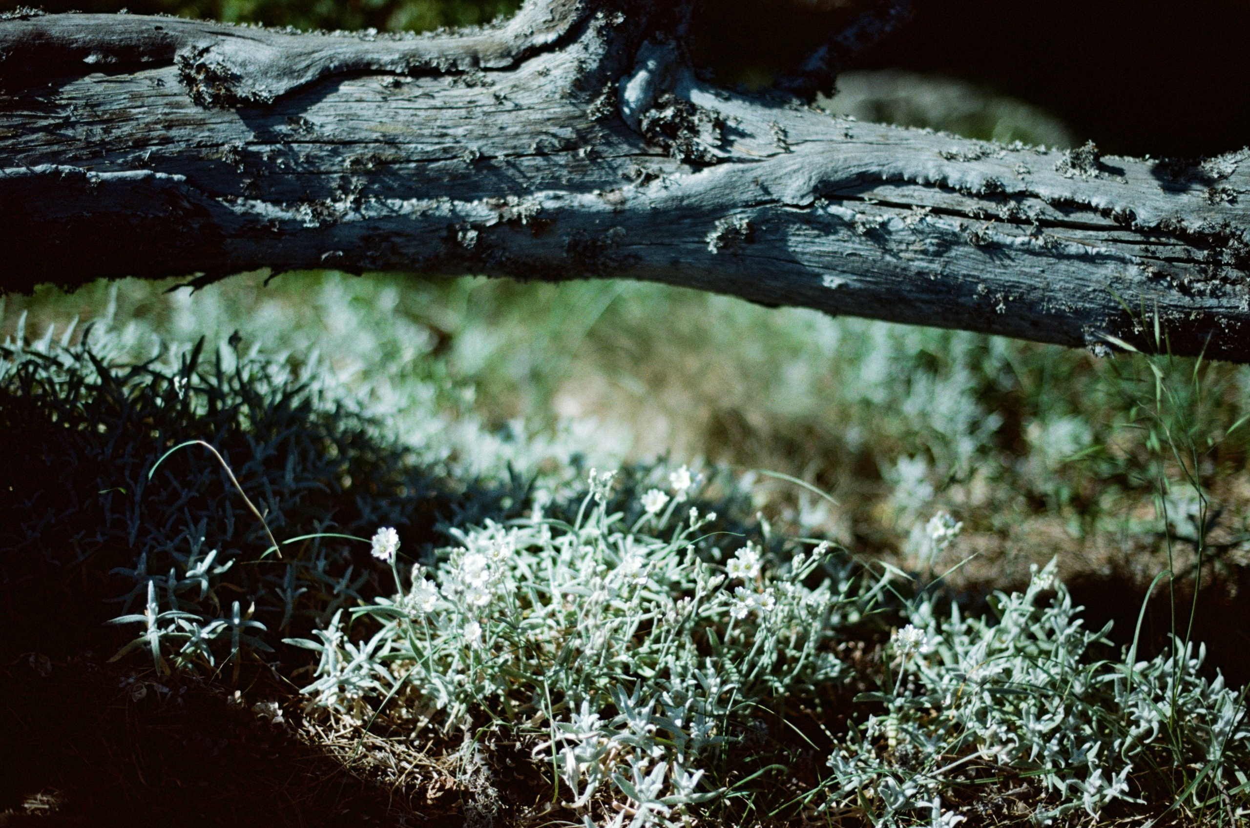 Kool-aid // ukraine, crimea II. EVER EXPOSED