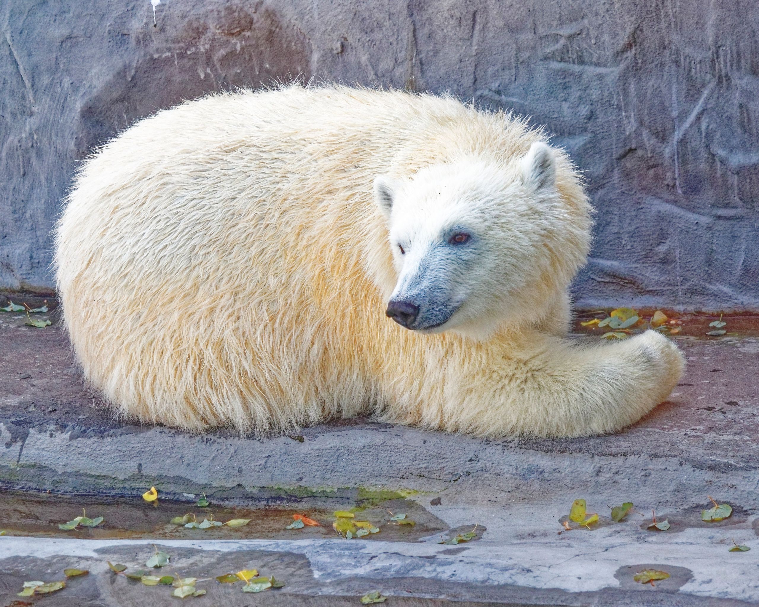 МОСКОВСКИЙ ЗООПАРК. Фотограф Владимир Роля