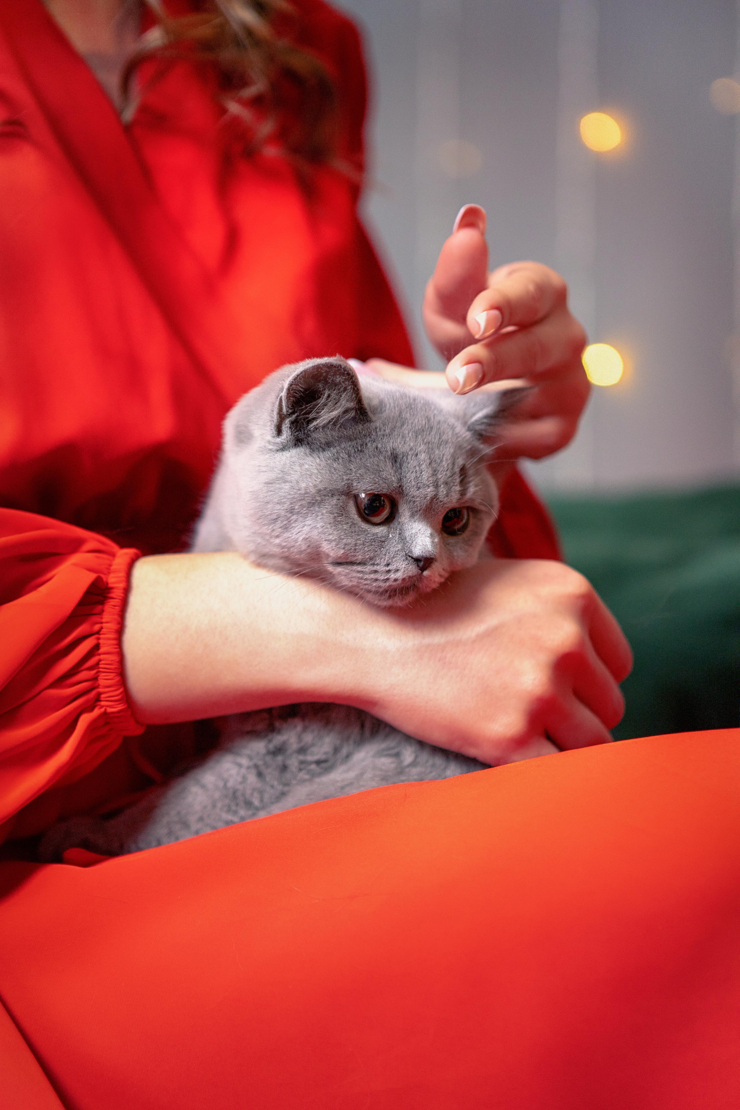 Котята. Фотограф Яна Матвеева в Ижевске