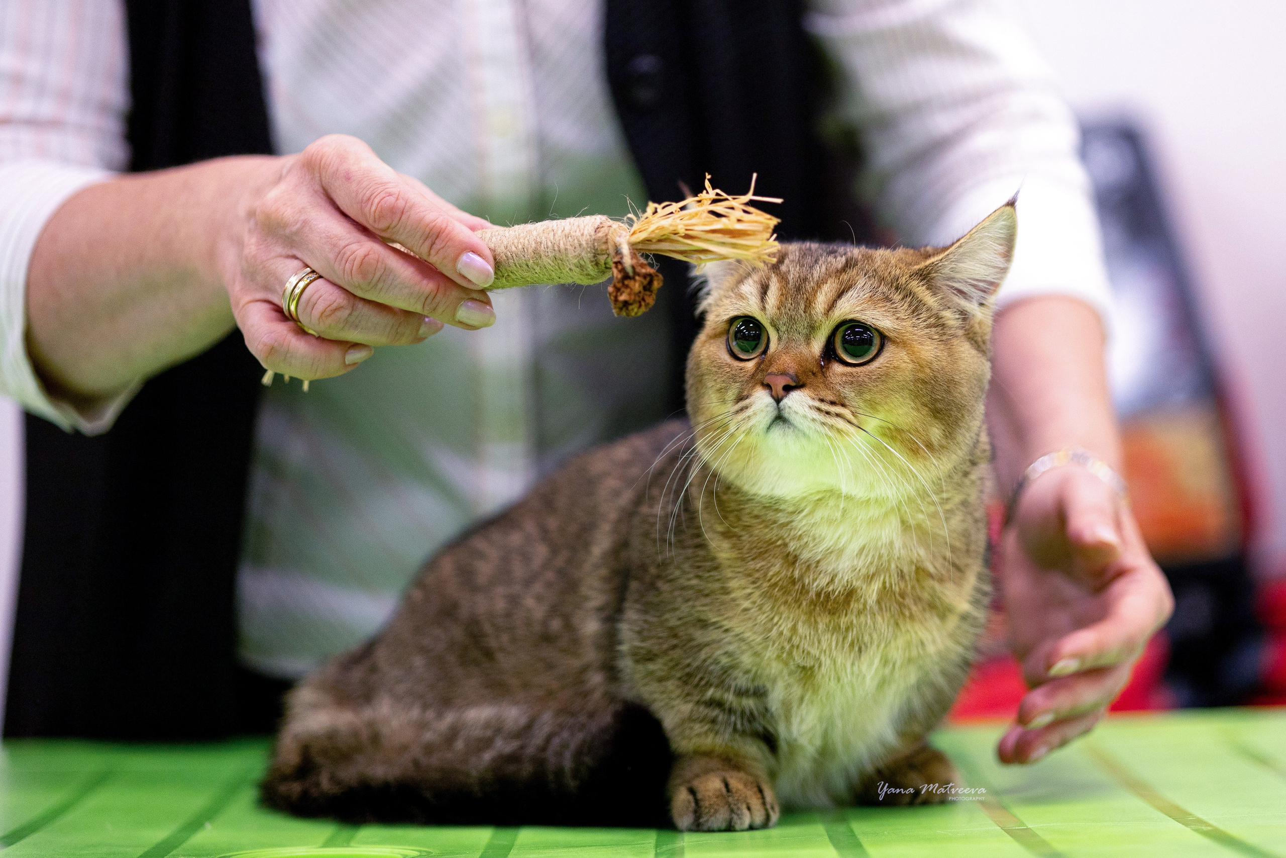 Кошки. Фотограф Яна Матвеева в Ижевске