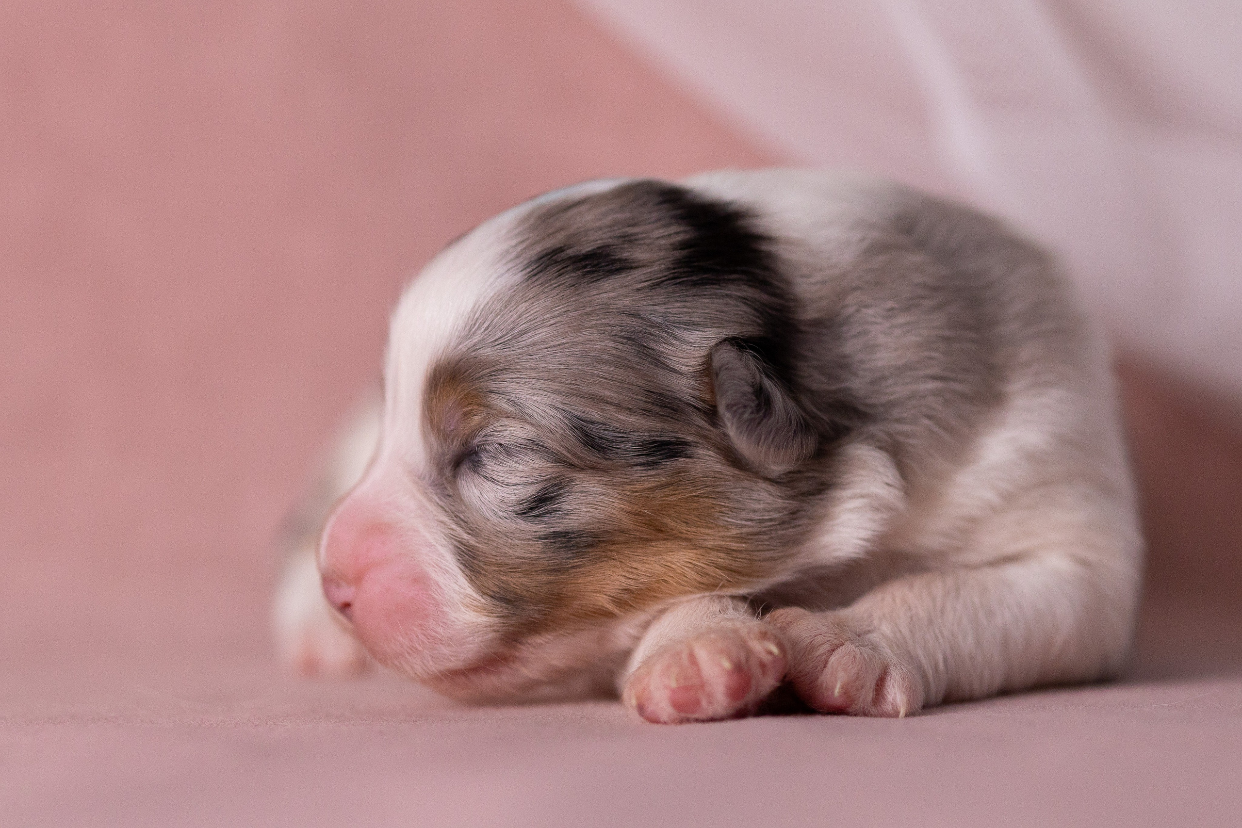 Щенки. Фотограф Яна Матвеева в Ижевске