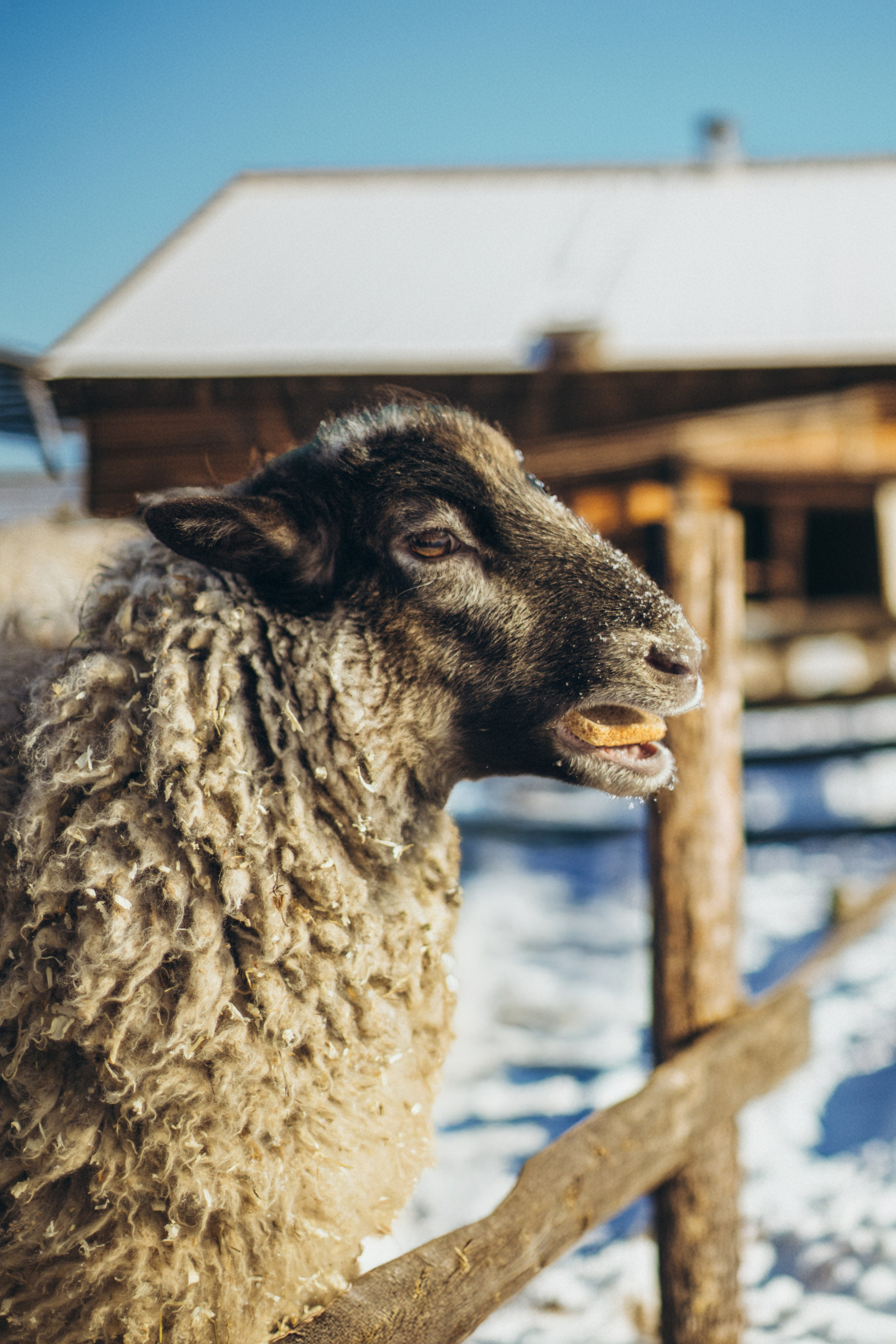 Настя с Сашей и Полей на ферме. Klerout Photographer