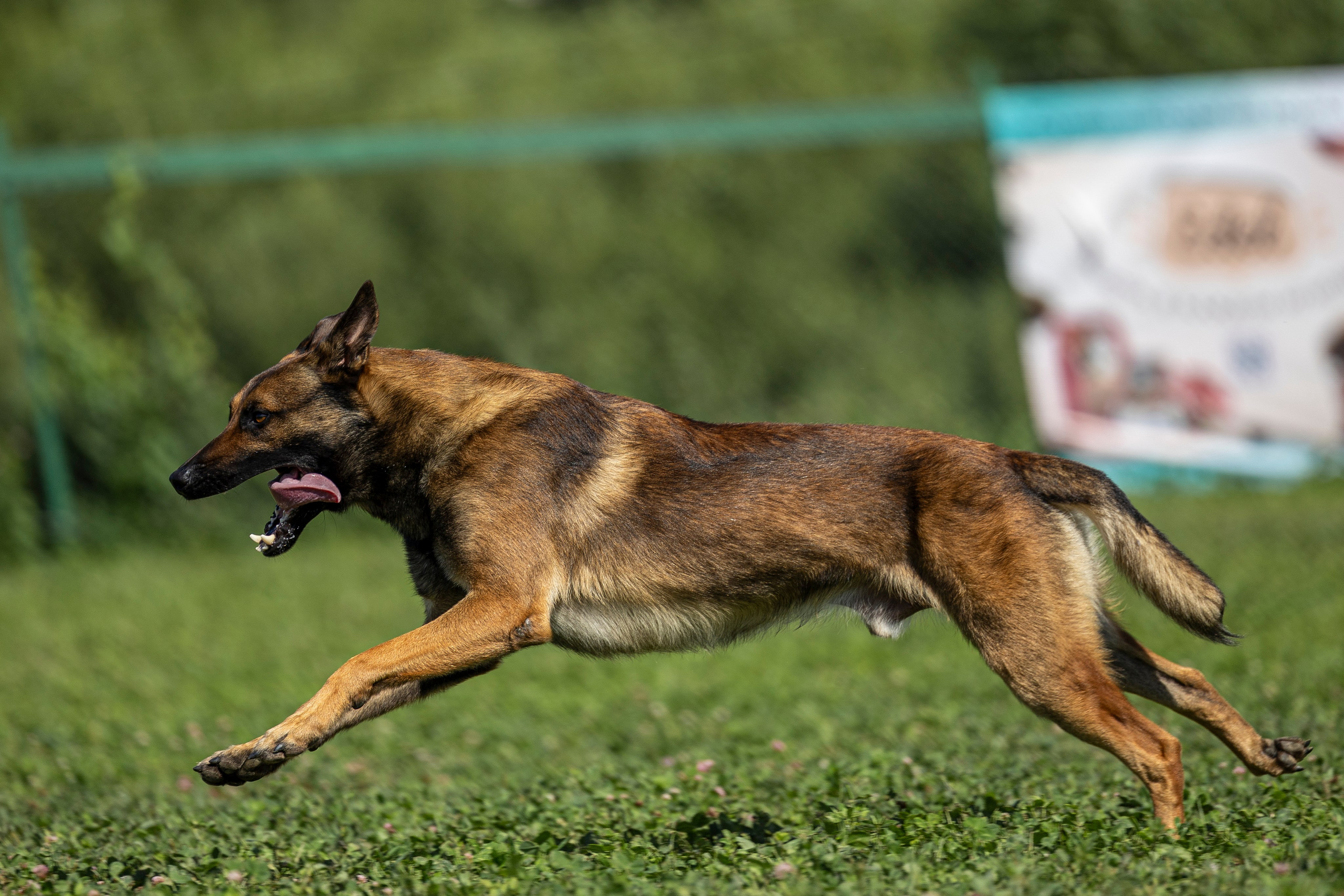 Соревнования по Мондьорингу г. Вологда 10-11.08.2024. Фотограф-анималист Анна Маринич