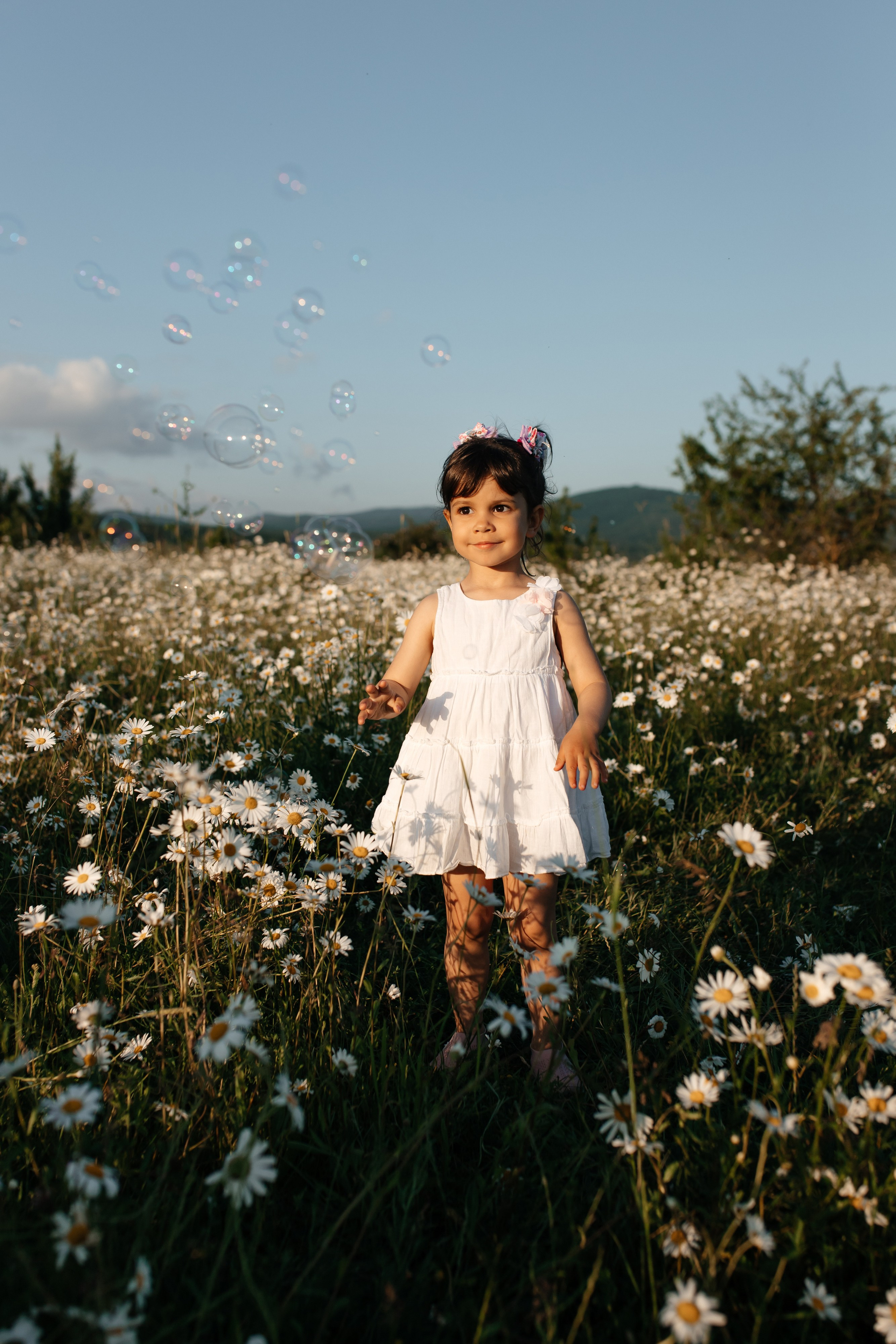 Daisies. ФОТОГРАФ