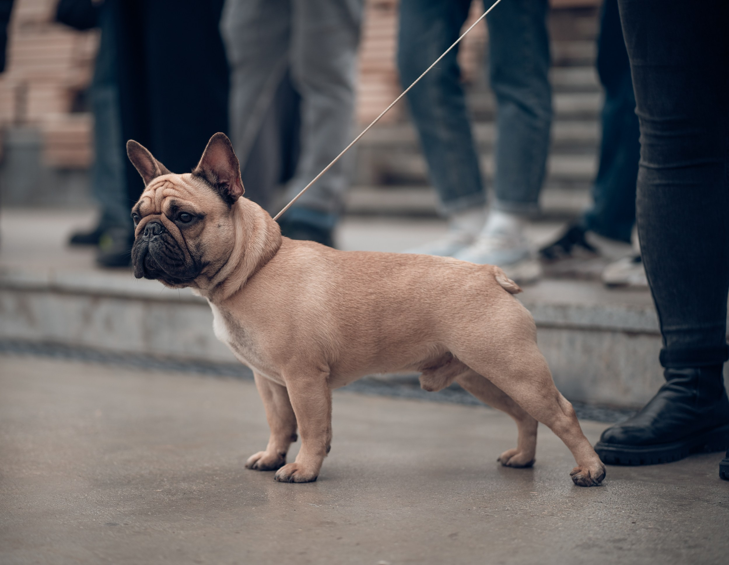 Благотворительная выставка собак в Новом Херсонесе г. Севастополь. Церковный фотограф Севастополь