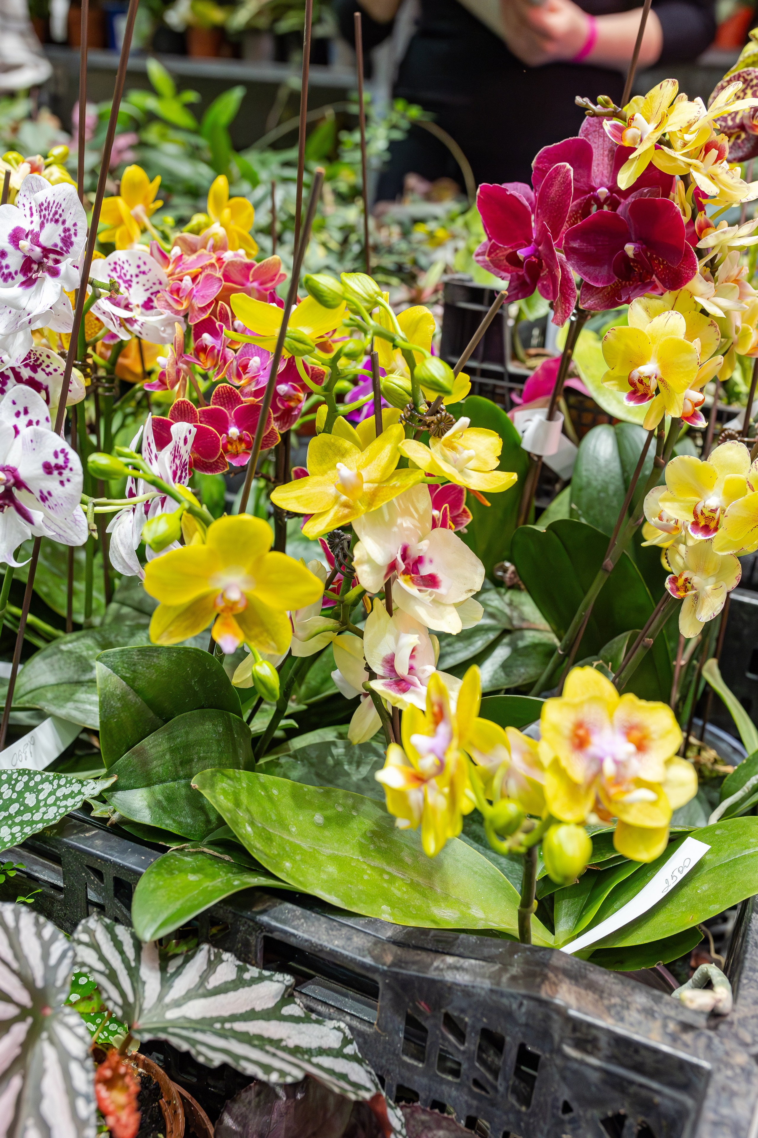 Монстериум апрель 2026. Александра Куликова фотограф, Москва