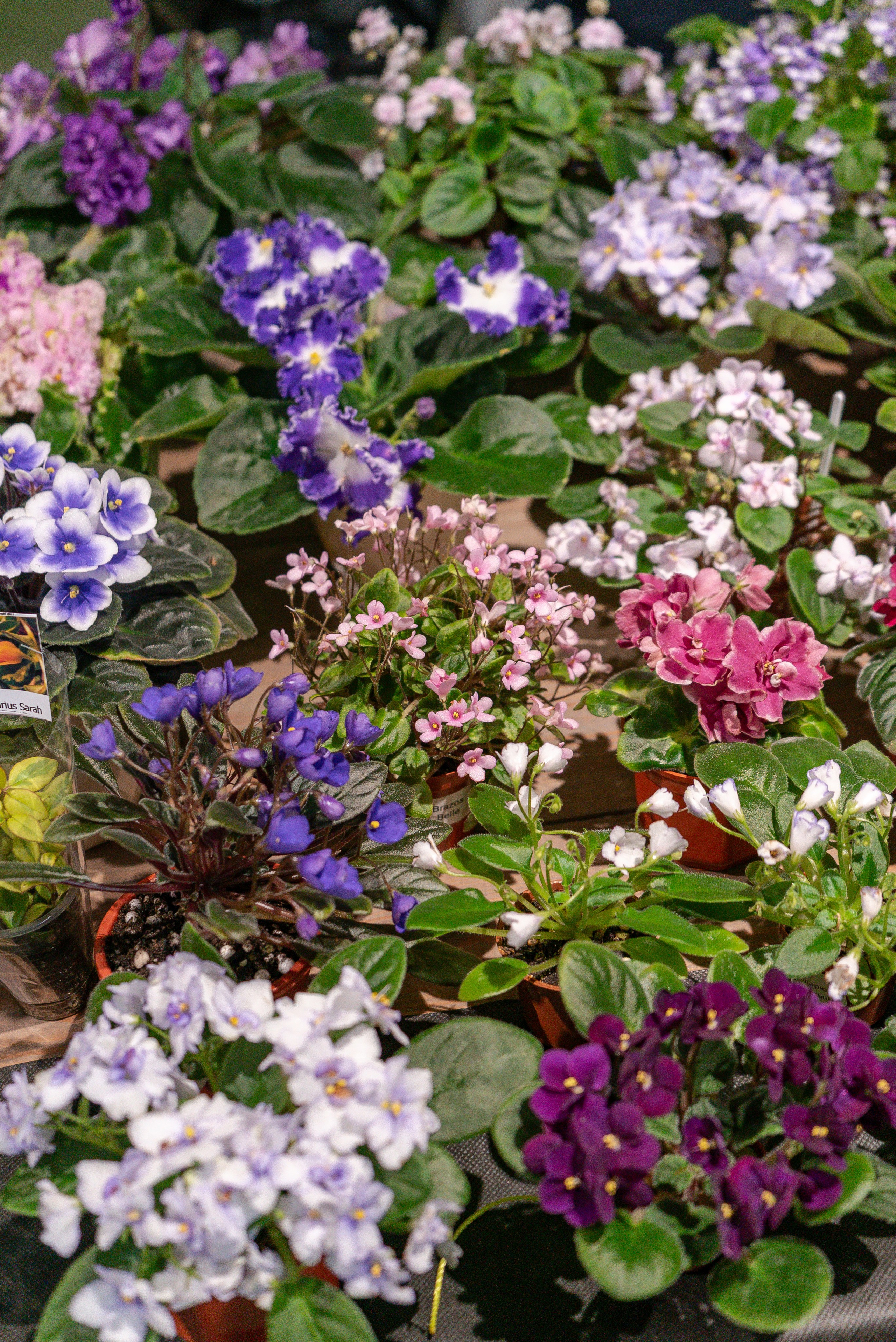 Greenrare июль. Александра Куликова фотограф, Москва