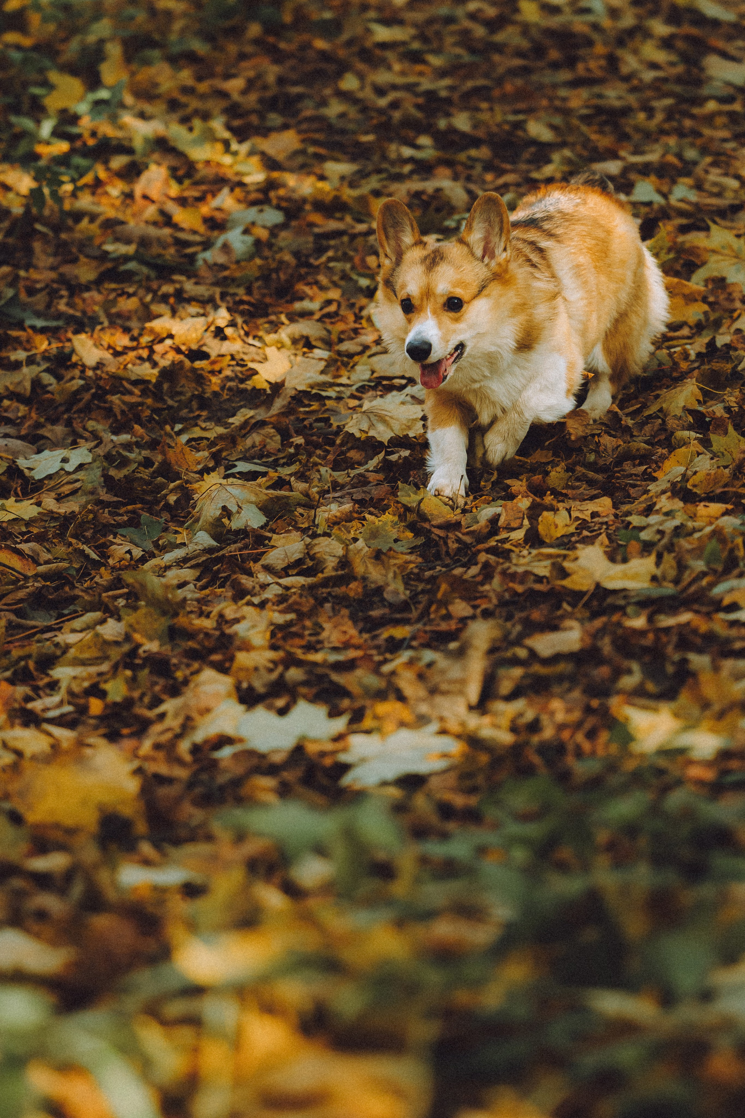 Карина, Даня и Аркаша