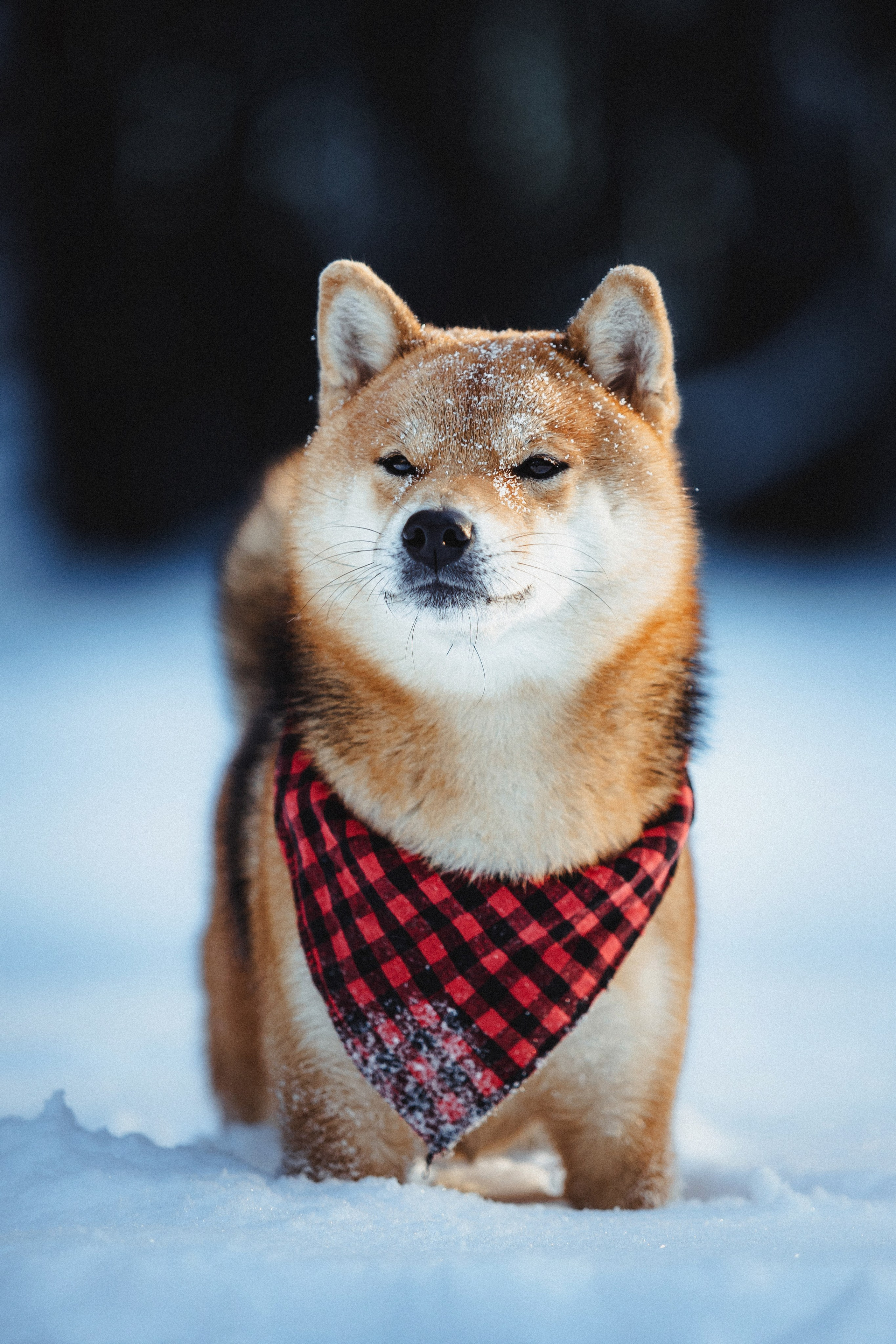 Шед, Цири и Ира