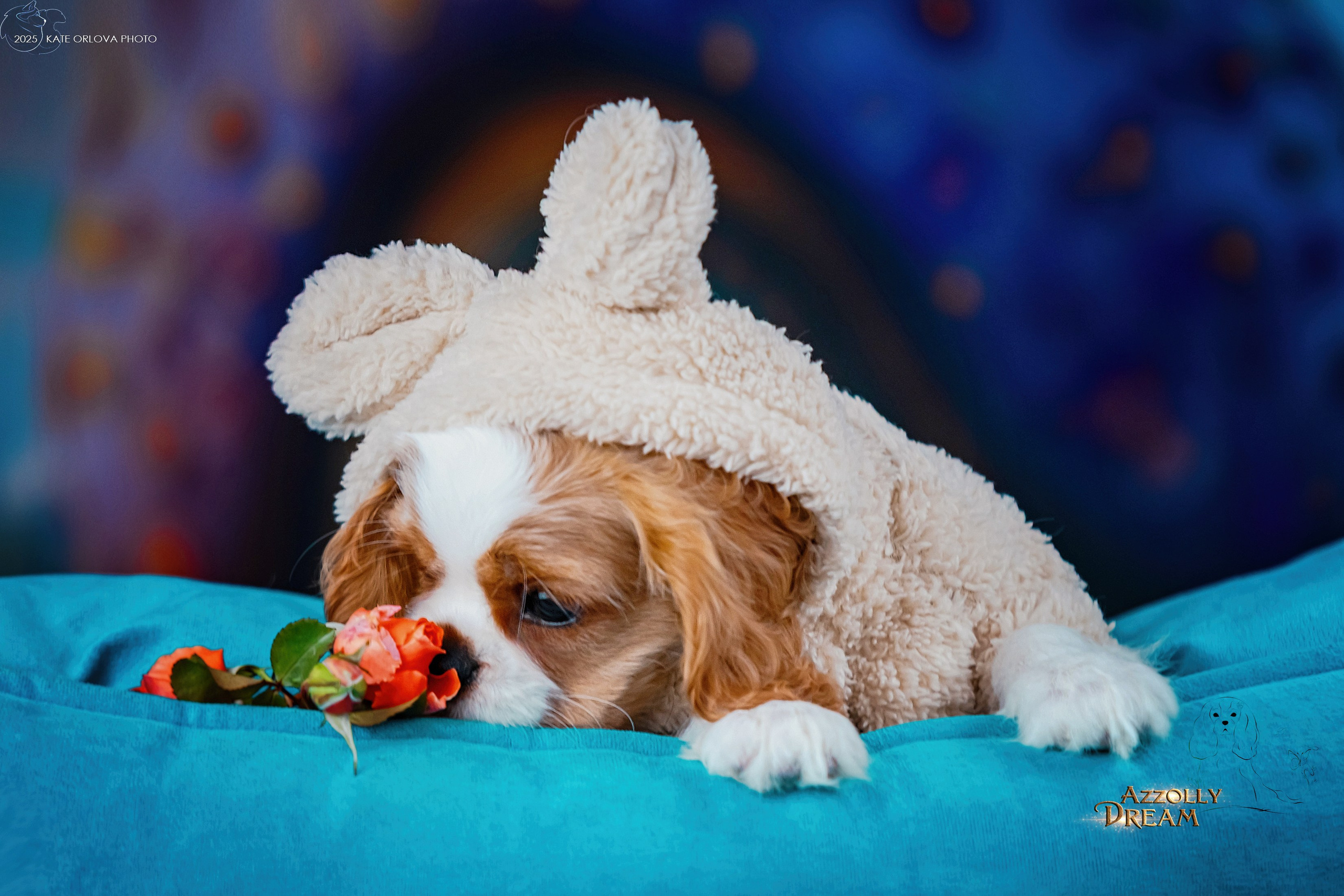 Щенки. Питомник кавалер кинг чарльз спаниелей