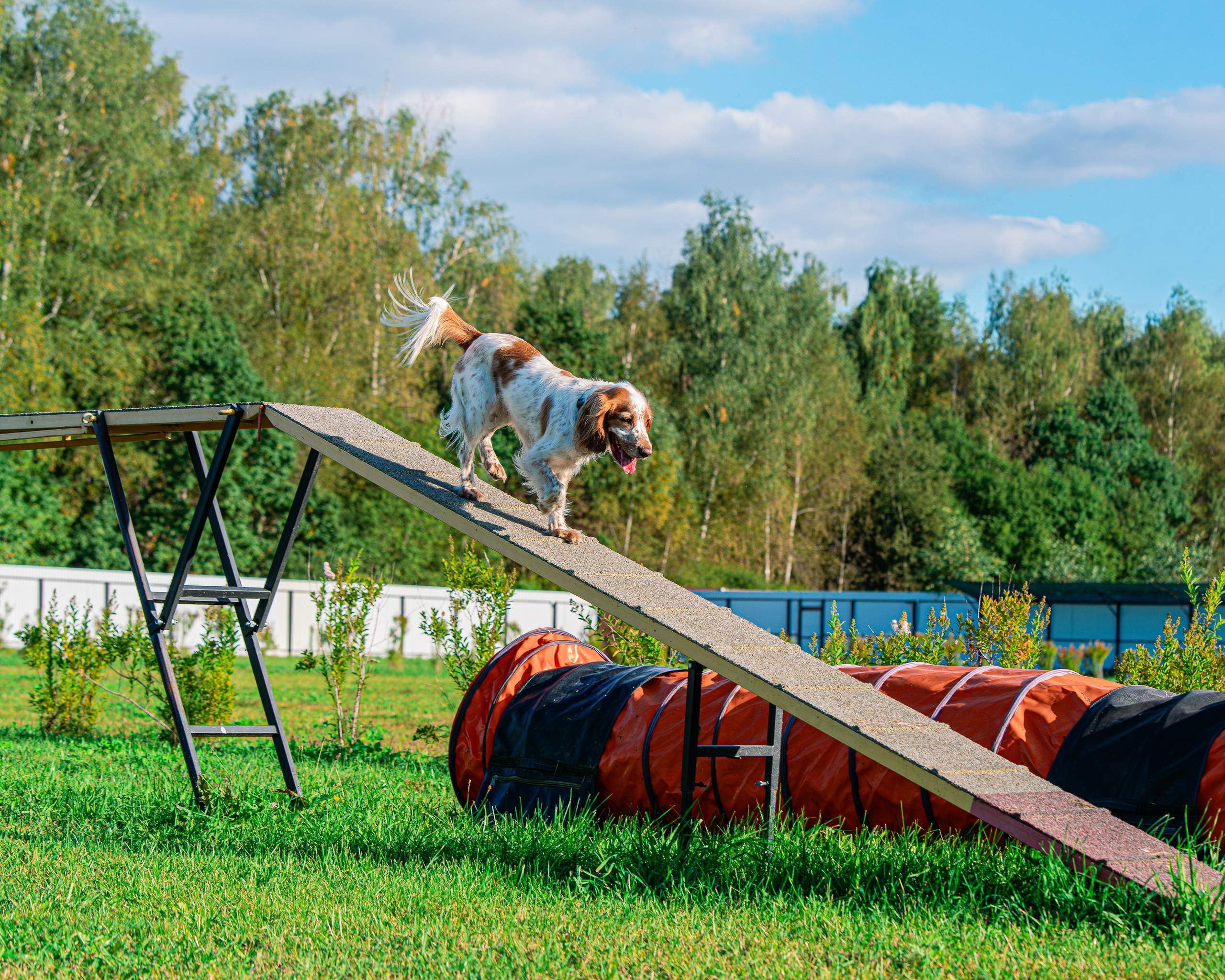 Ваш путь к ПОБЕДЕ (ТРЕНИРОВКИ). Фотограф-анималист, семейный фотограф в Москве и Подмосковье. Фотосъёмка кинологических дисциплин
