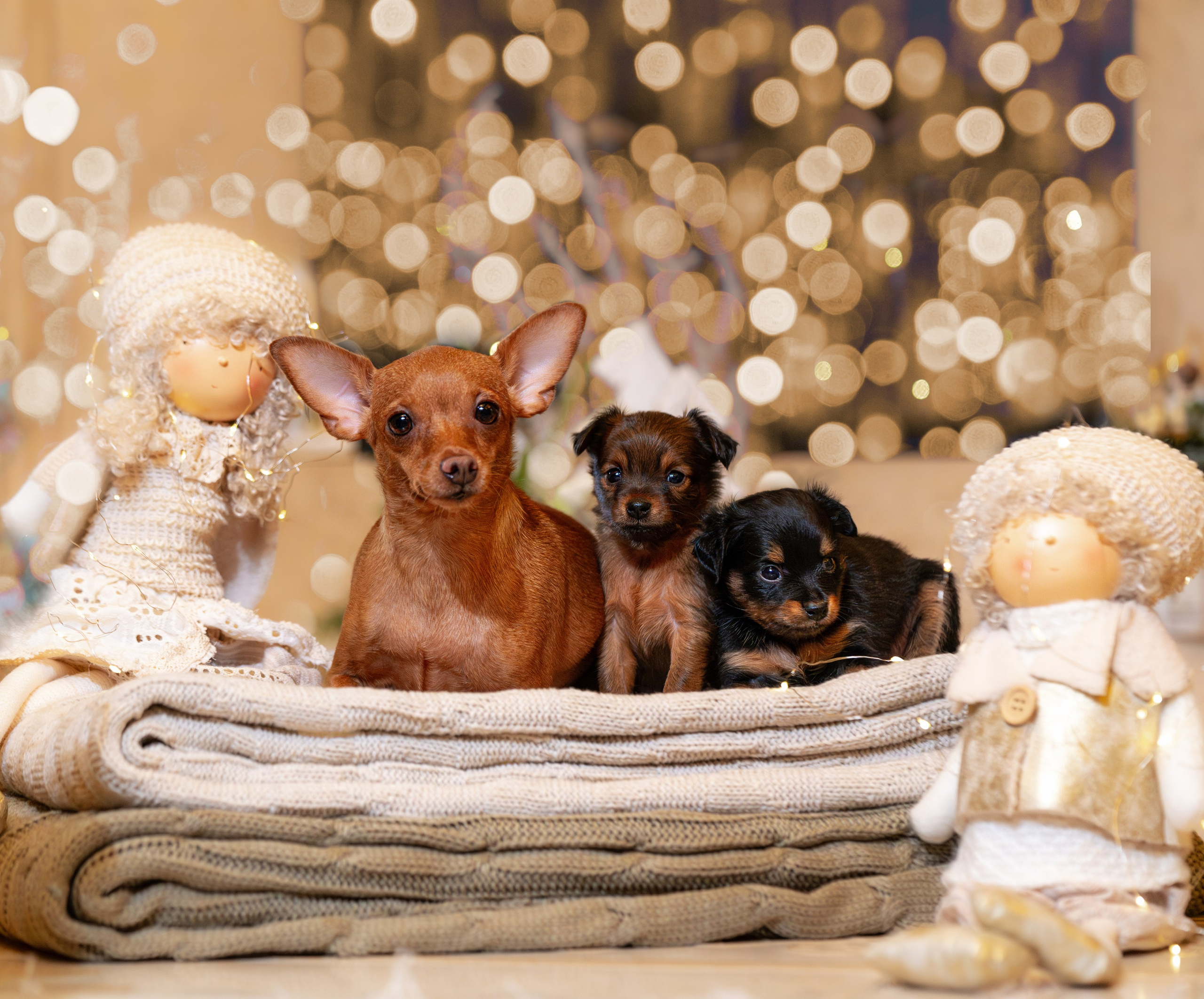 ФОТОПАМЯТЬ ВАШИХ ЭМОЦИЙ. Фотограф-анималист, семейный фотограф в Москве и Подмосковье. Фотосъёмка кинологических дисциплин