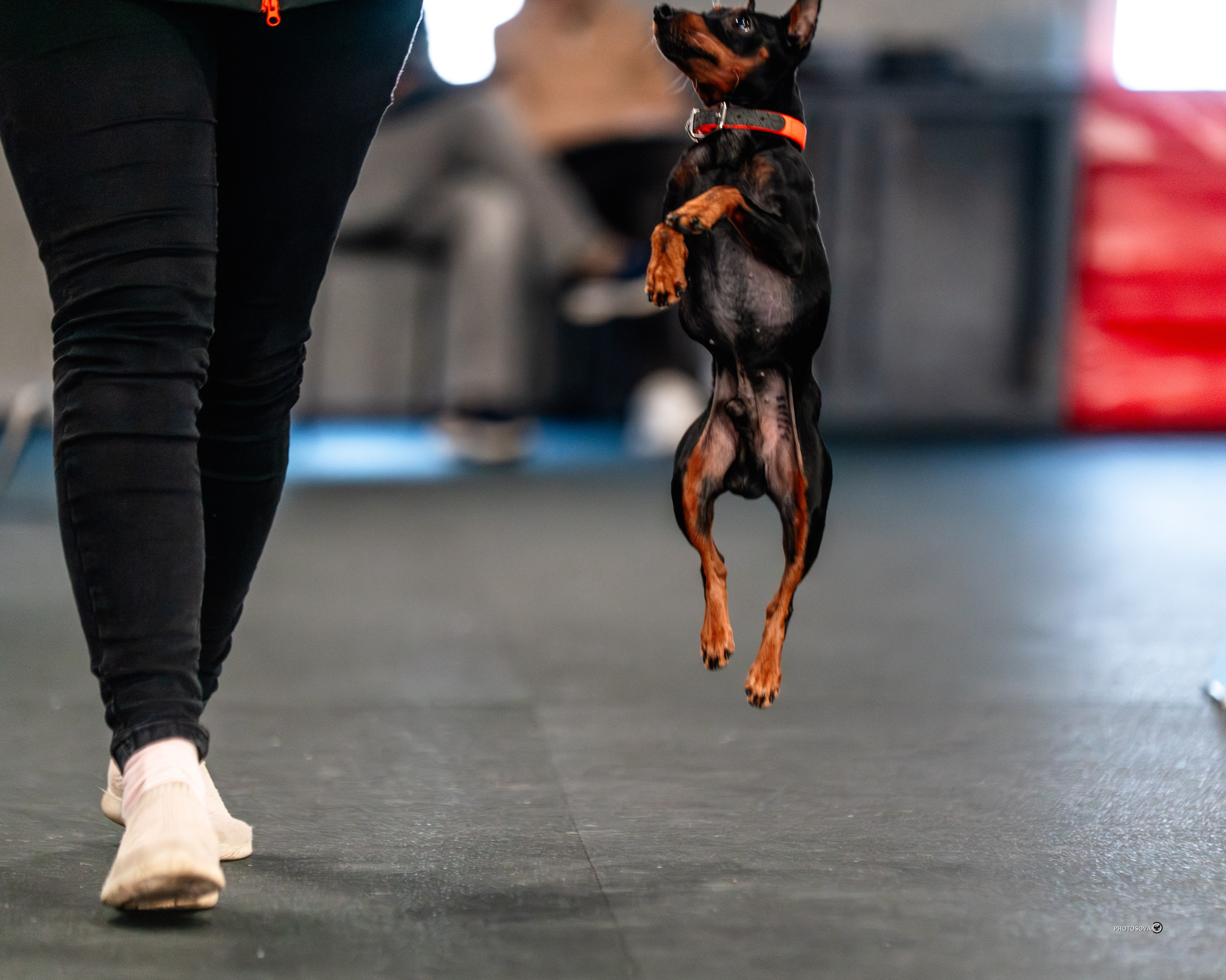 ТЫ И Я (соревнования по ралли-обидиенс). Фотограф-анималист, семейный фотограф в Москве и Подмосковье. Фотосъёмка кинологических дисциплин