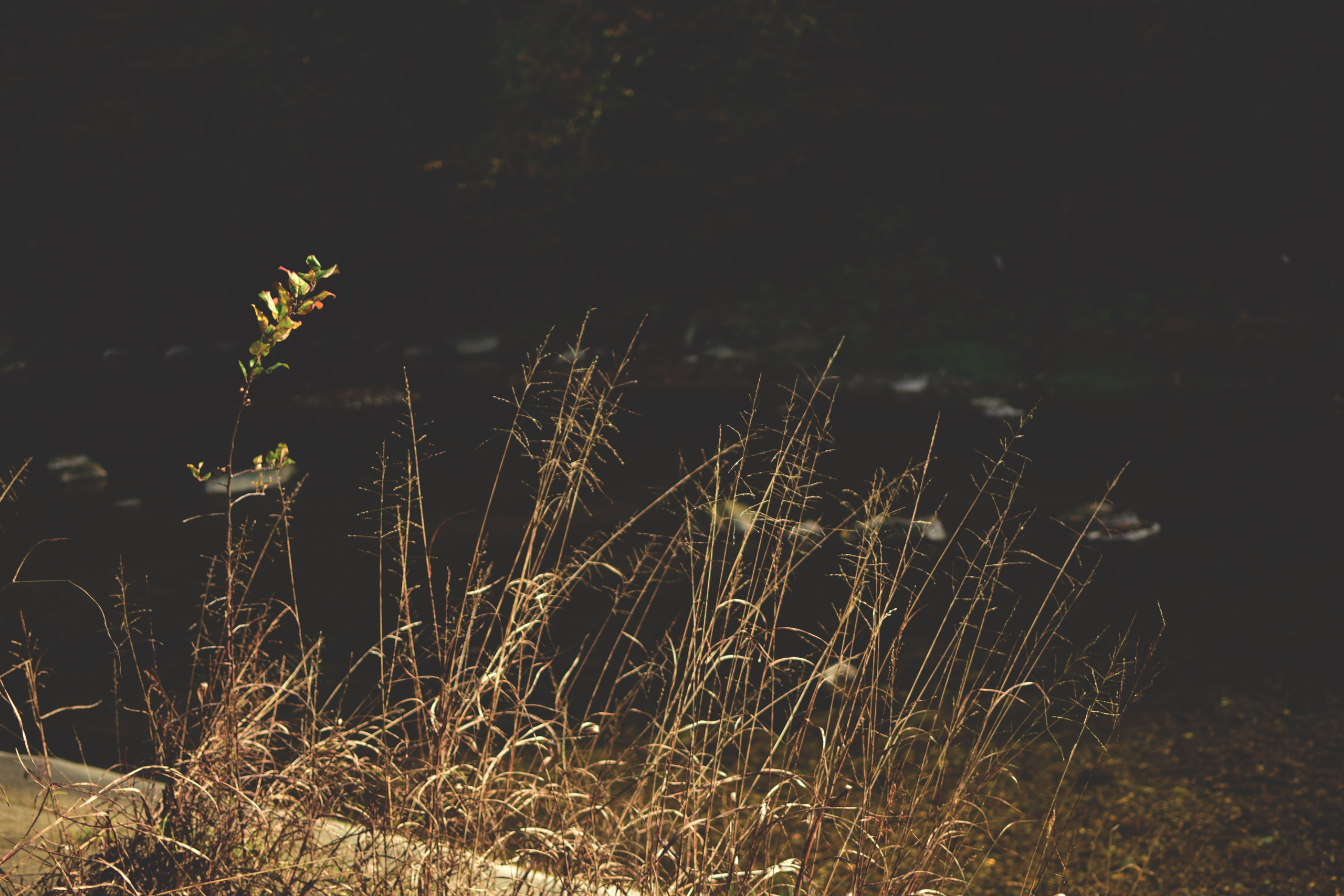 Ботаника. Фотограф • Елена Миронова