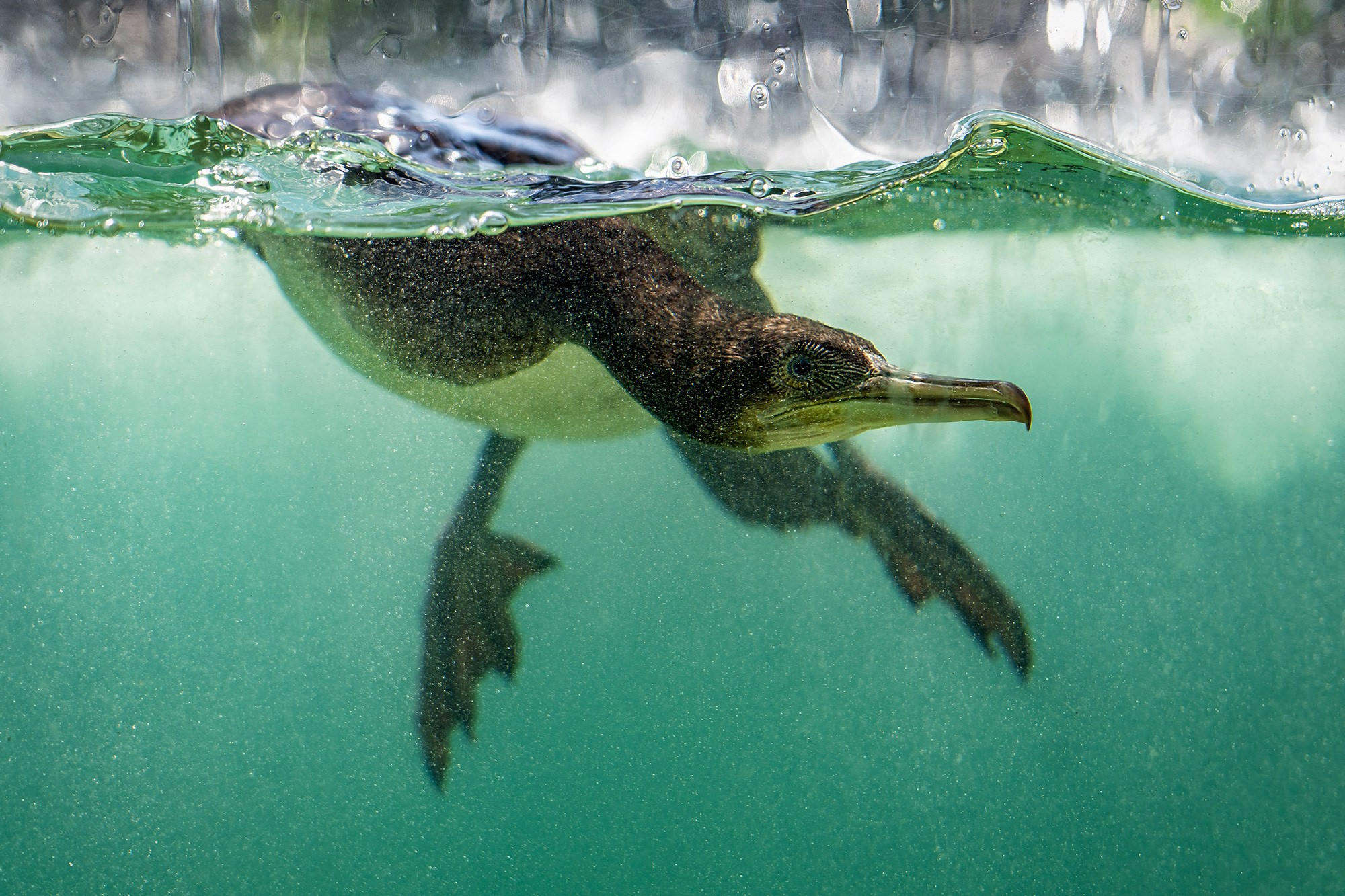 Птицы (коллекция). Фотограф Владимир Остапенко