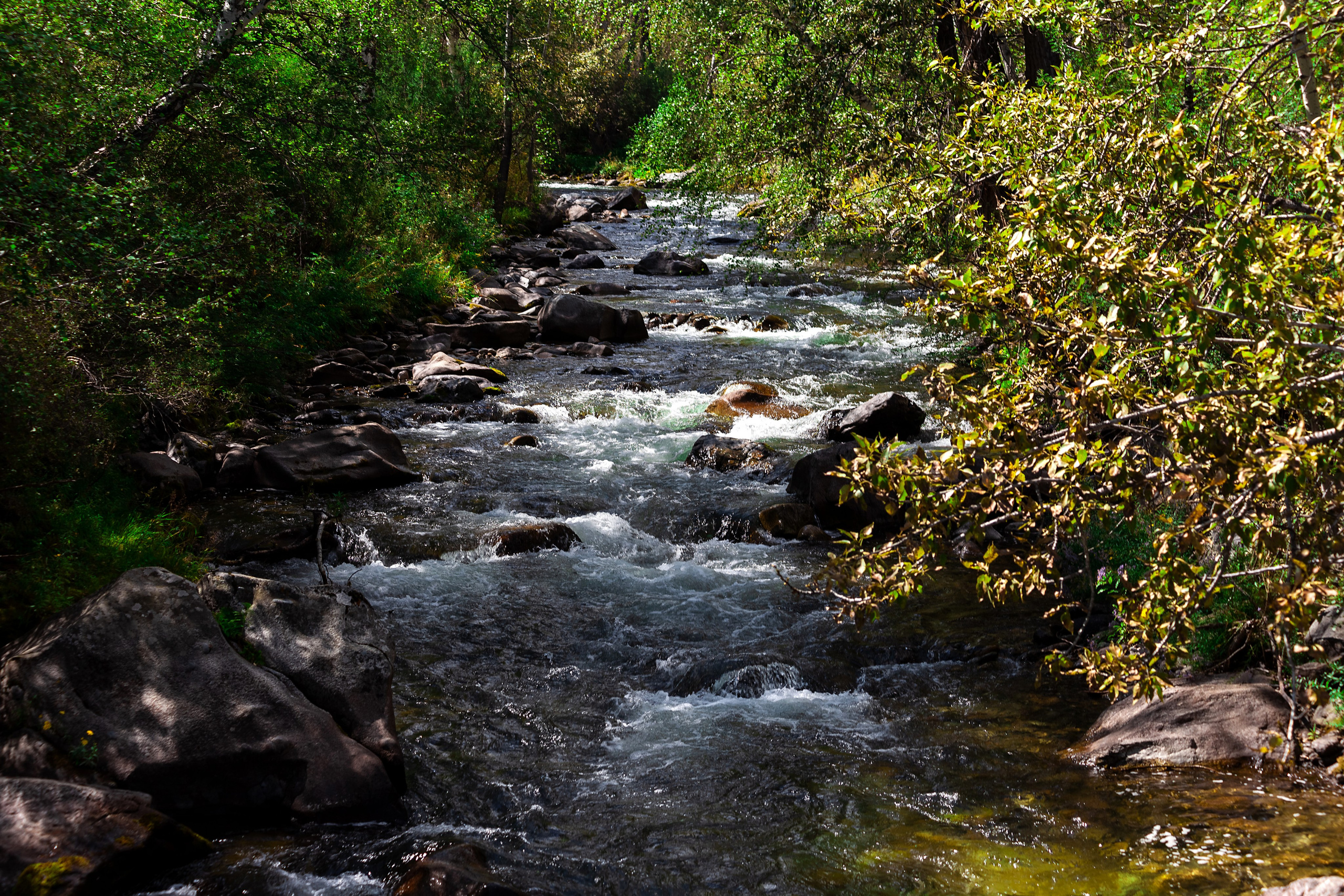 АЛТАЙ 2024 / ALTAI 2024. Главная