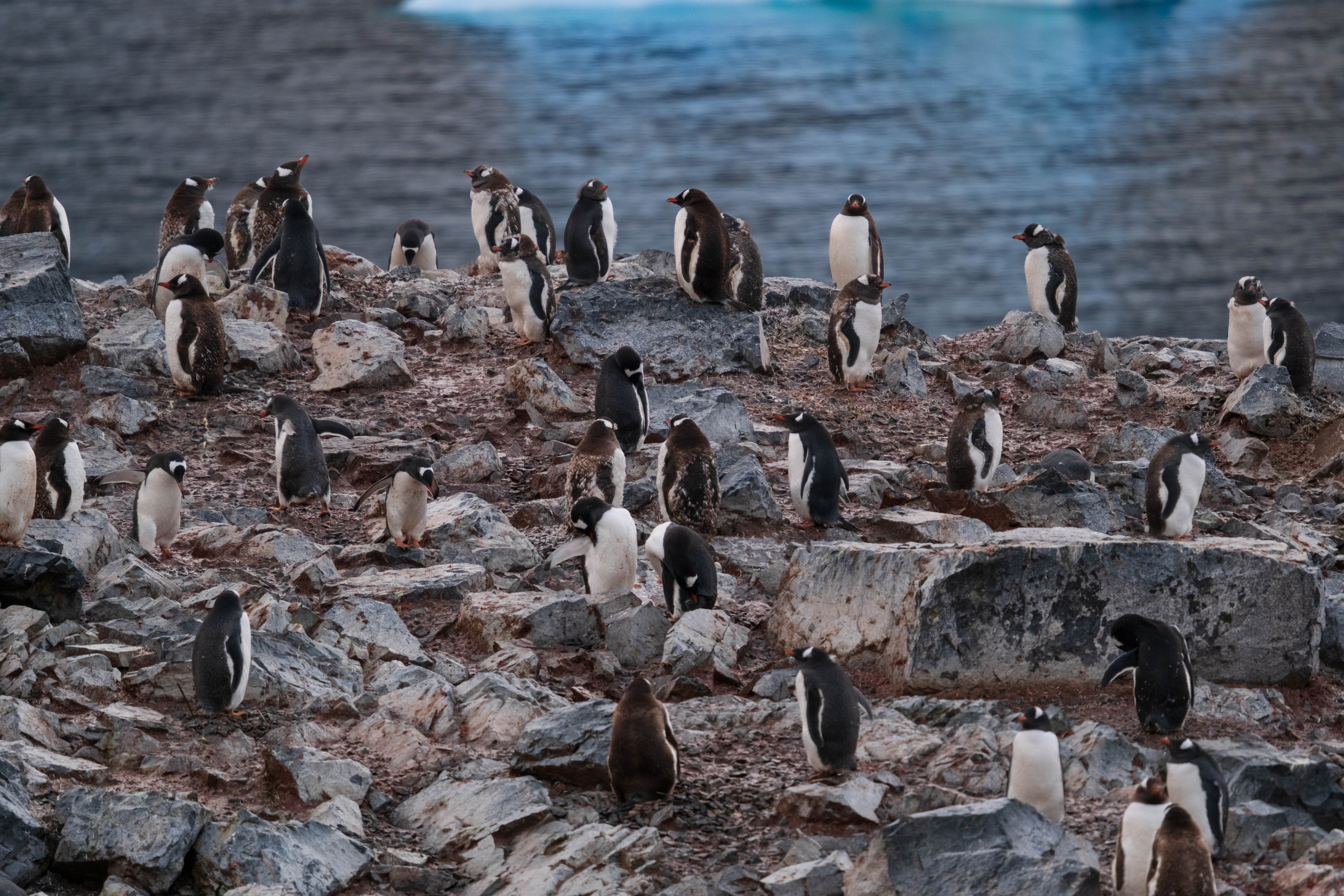 Материк и льды. Фотографии из путешествий