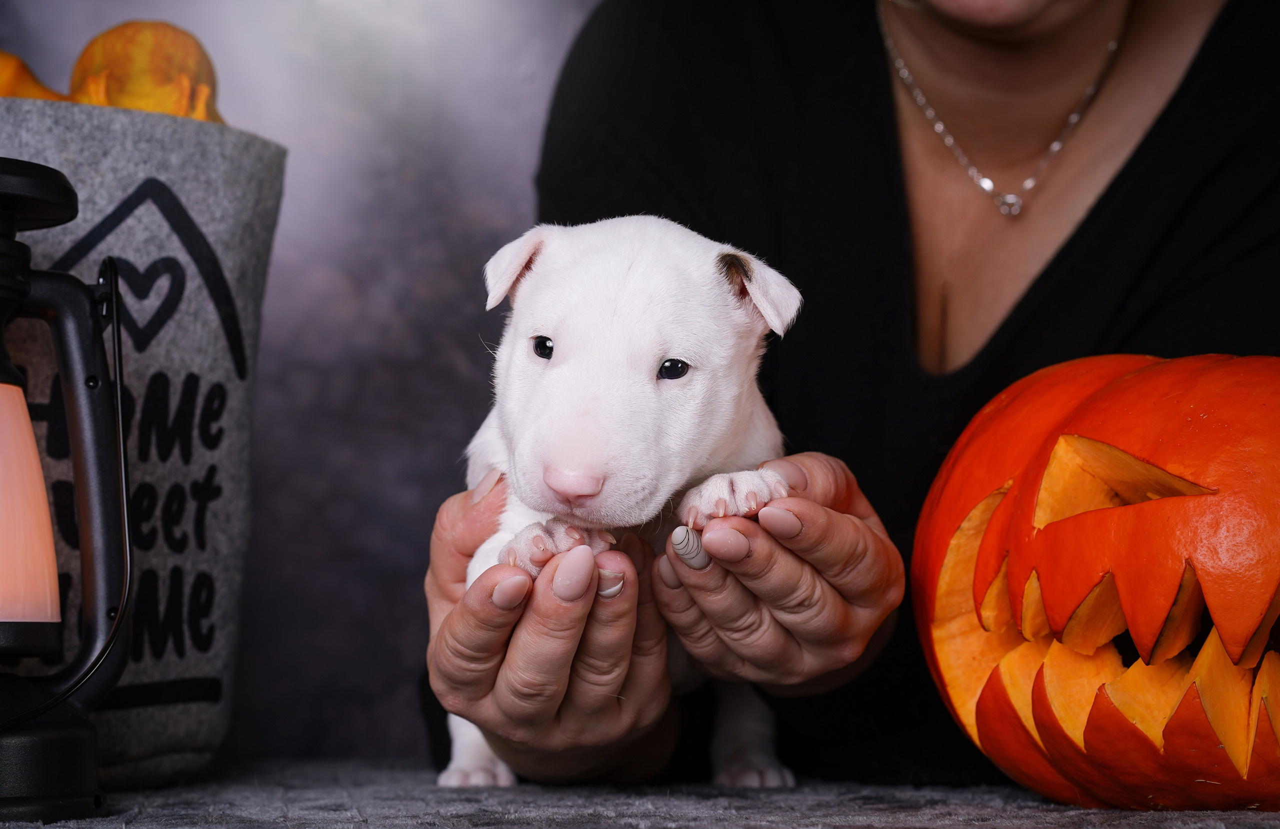 Щенки минибультерьера. Фотограф-анималист в Санкт-Петербурге Яна Мартынова