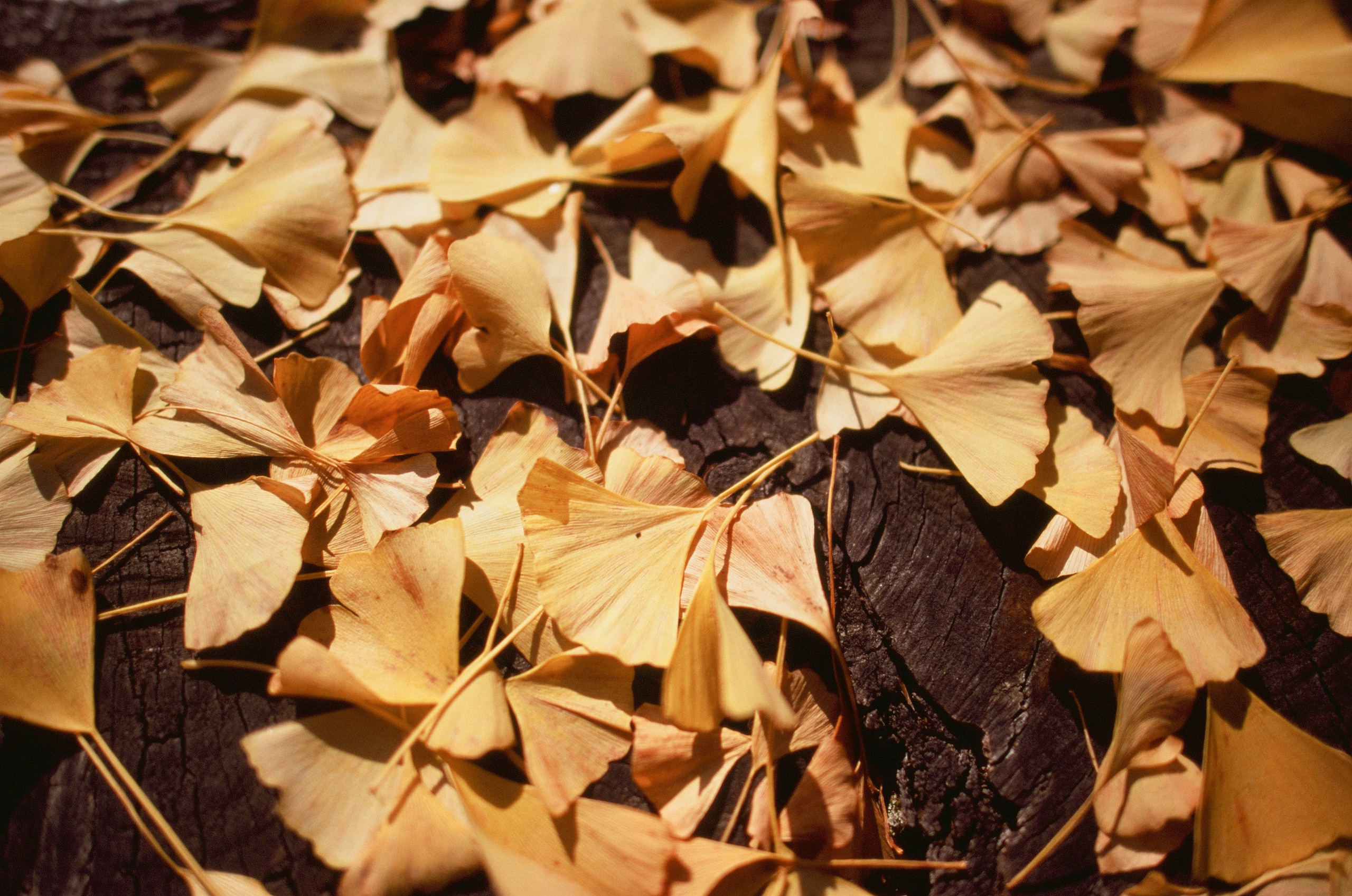 Out of noise // japan, takayama V. EVER EXPOSED