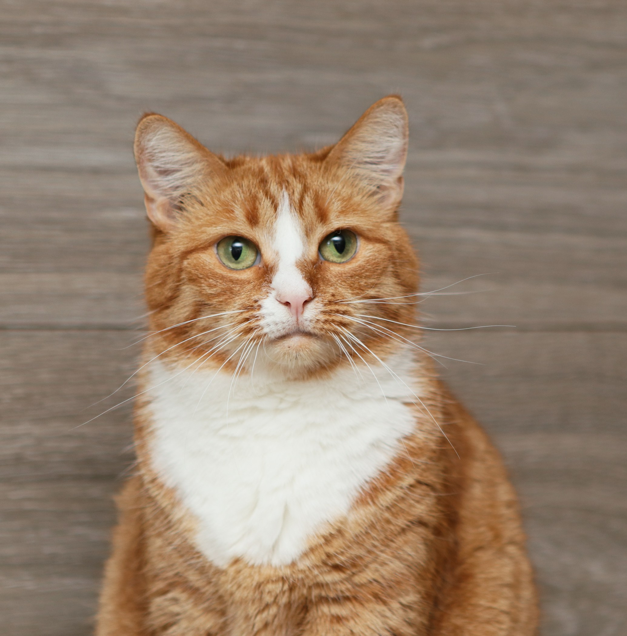 Фотограф-анималист Полина Колкова | Москва