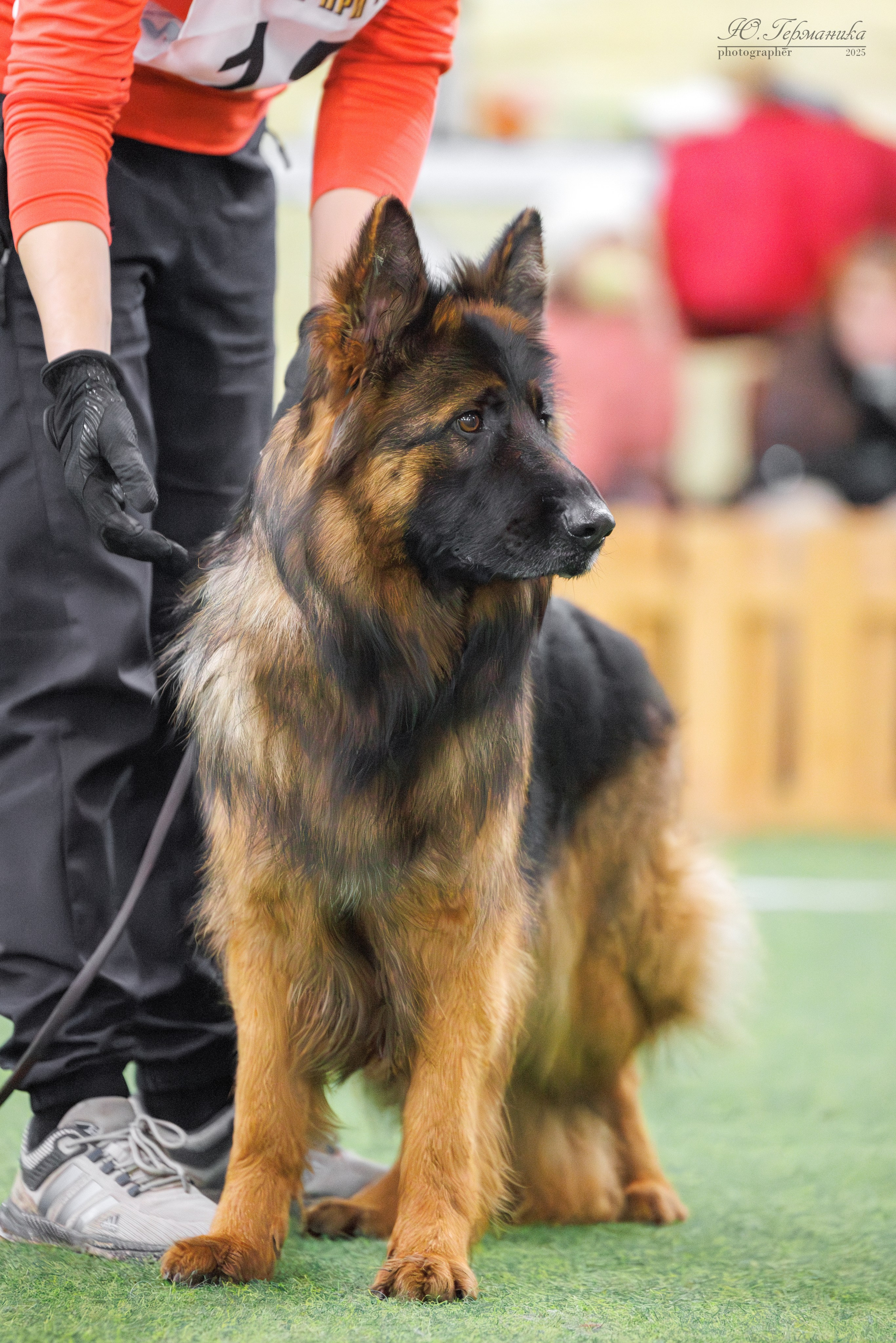 Гран-При 8.02.2025 и Крокус 09.02.2025. Фотограф-анималист Юлия Германика