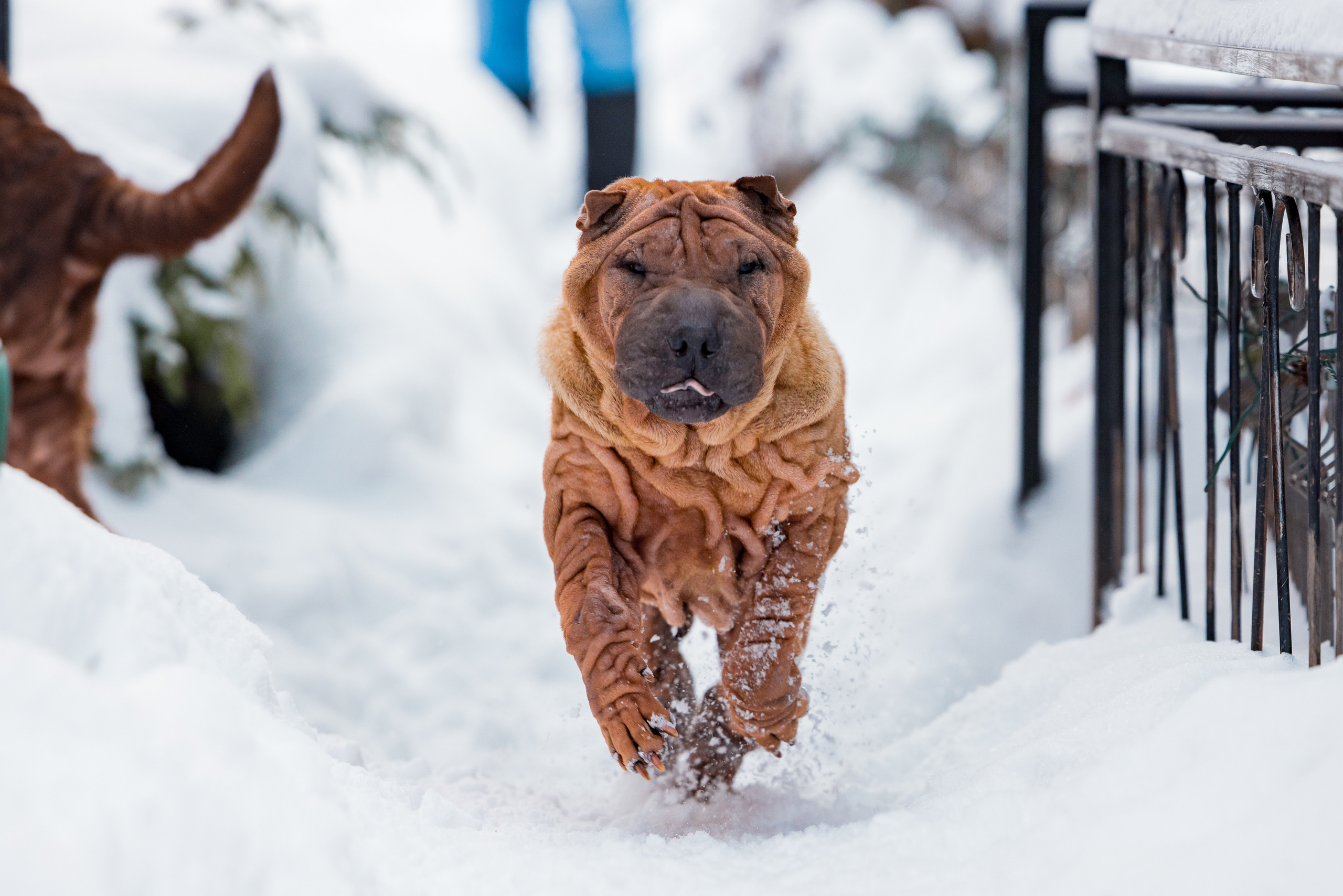 В гостях у шарпеев 16.01.2024. Фотограф-анималист Юлия Германика