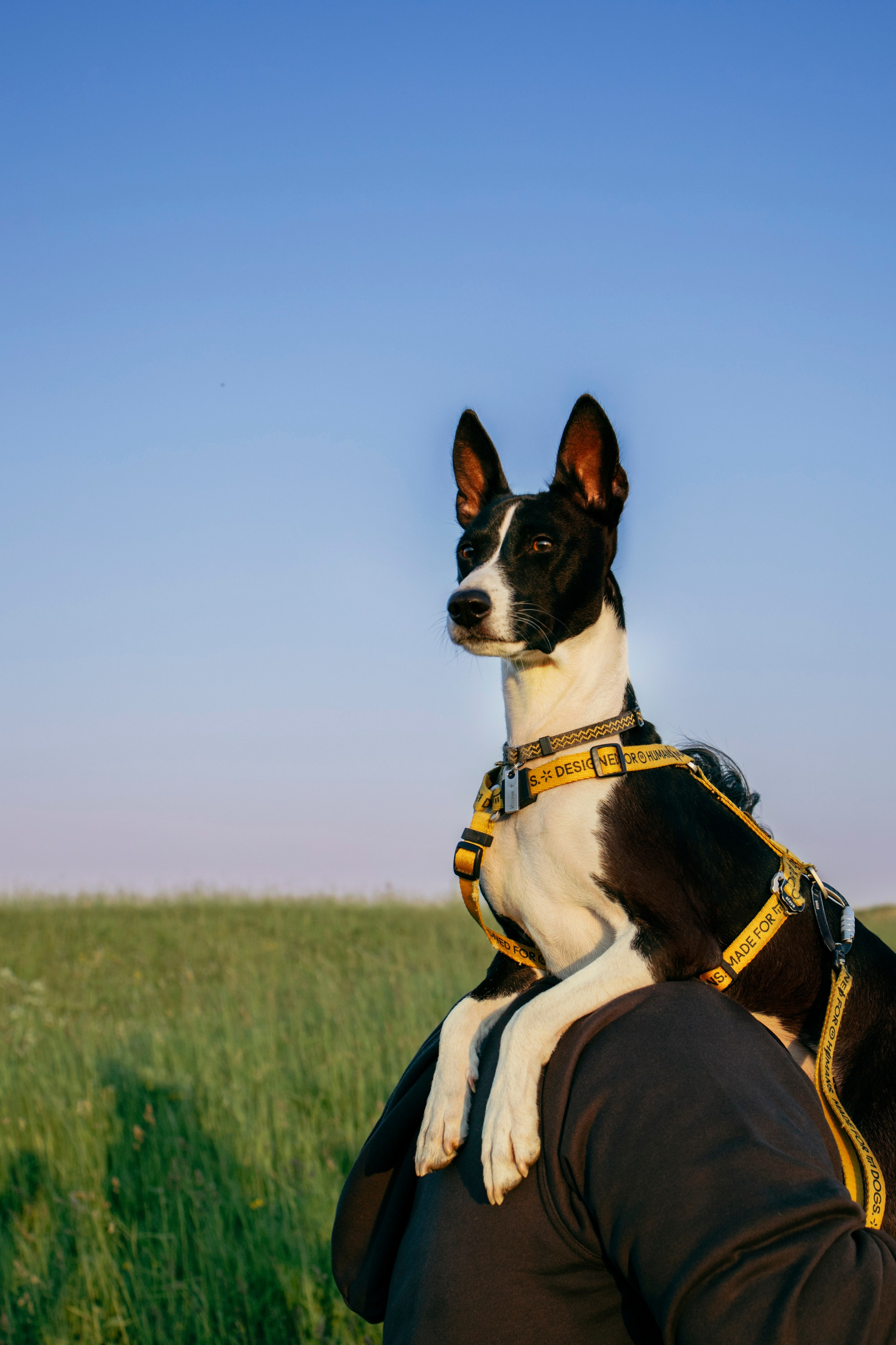 Итачи и его семья 🐾. Фотограф-анималист в Санкт-Петеребурге Титова Алиса