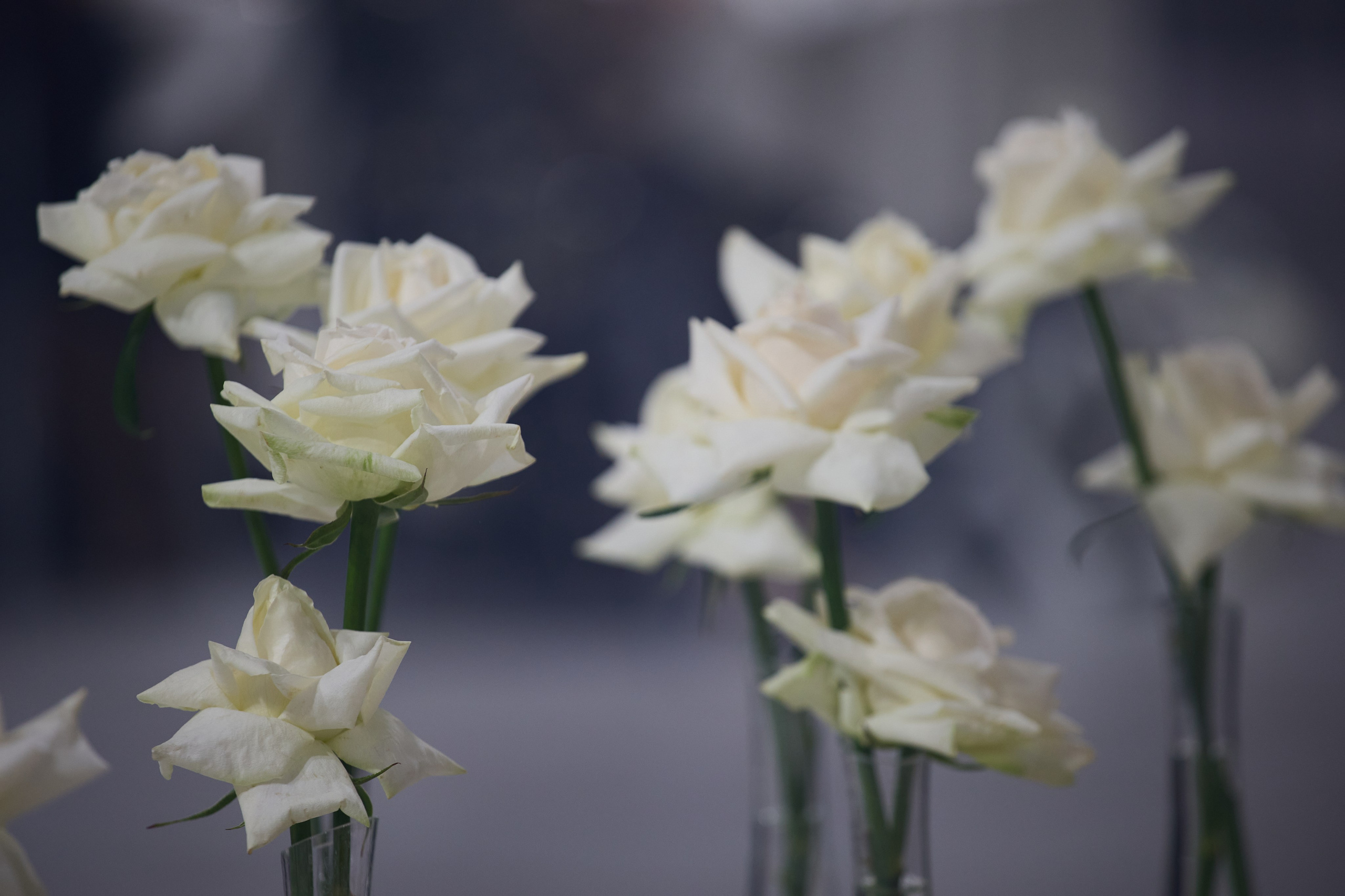 Александр и Карина. Свадебный и портретный фотограф в Воронеже Алёна Коренцова