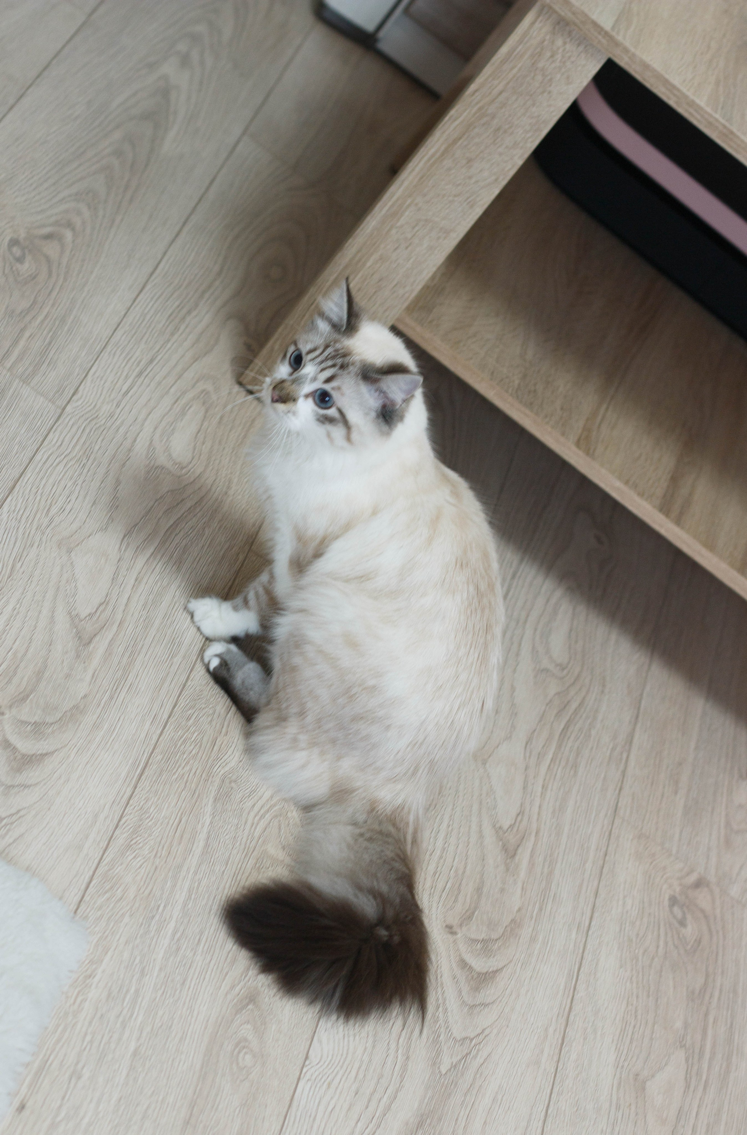 Kristina & Miya. Бережно сохраняю ваши чувства и истории на своих фотографиях