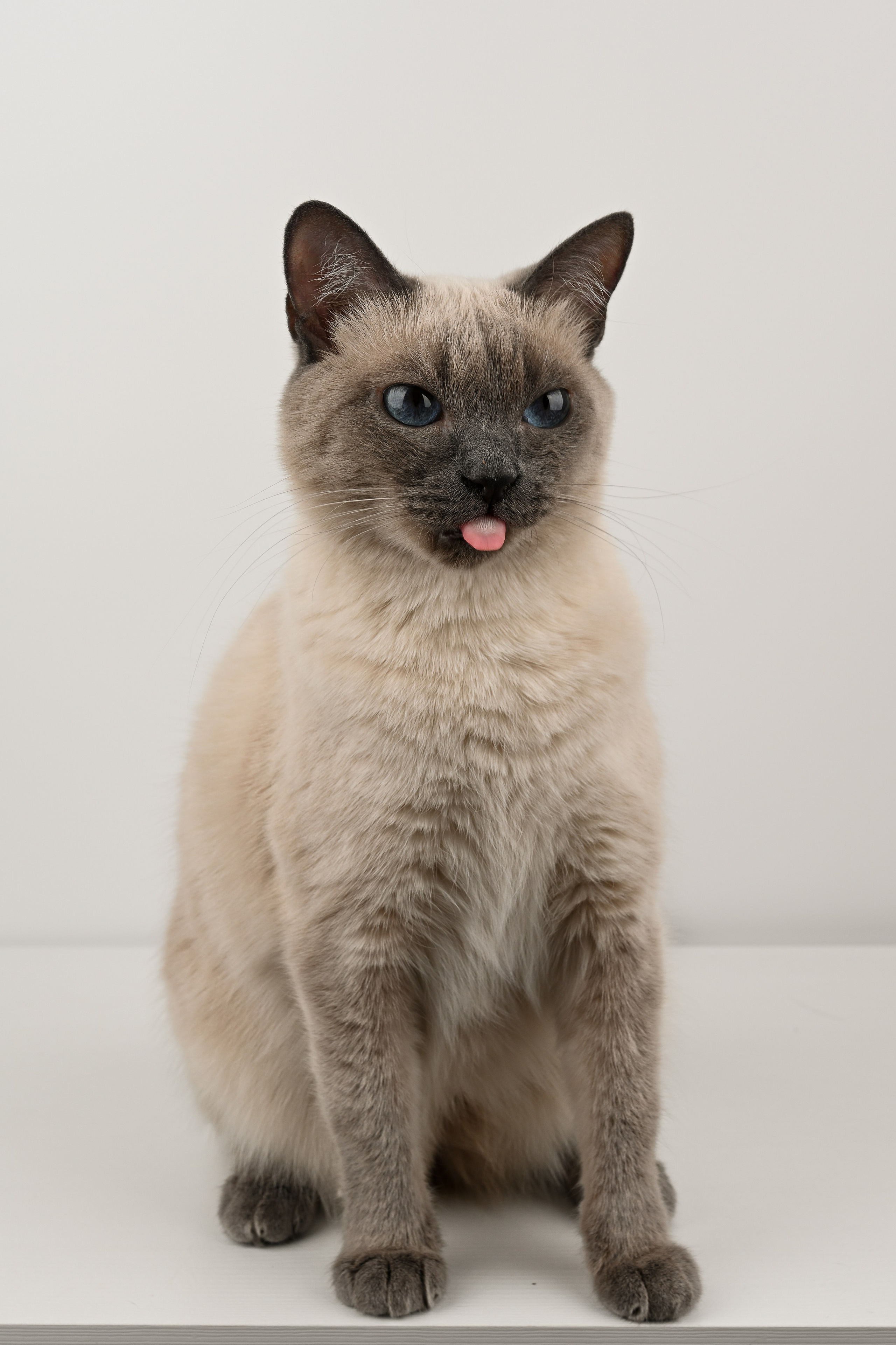 О нешей Снежке. Полина Бамбиза фотограф фотосессии Красноярск фотокниги портрет