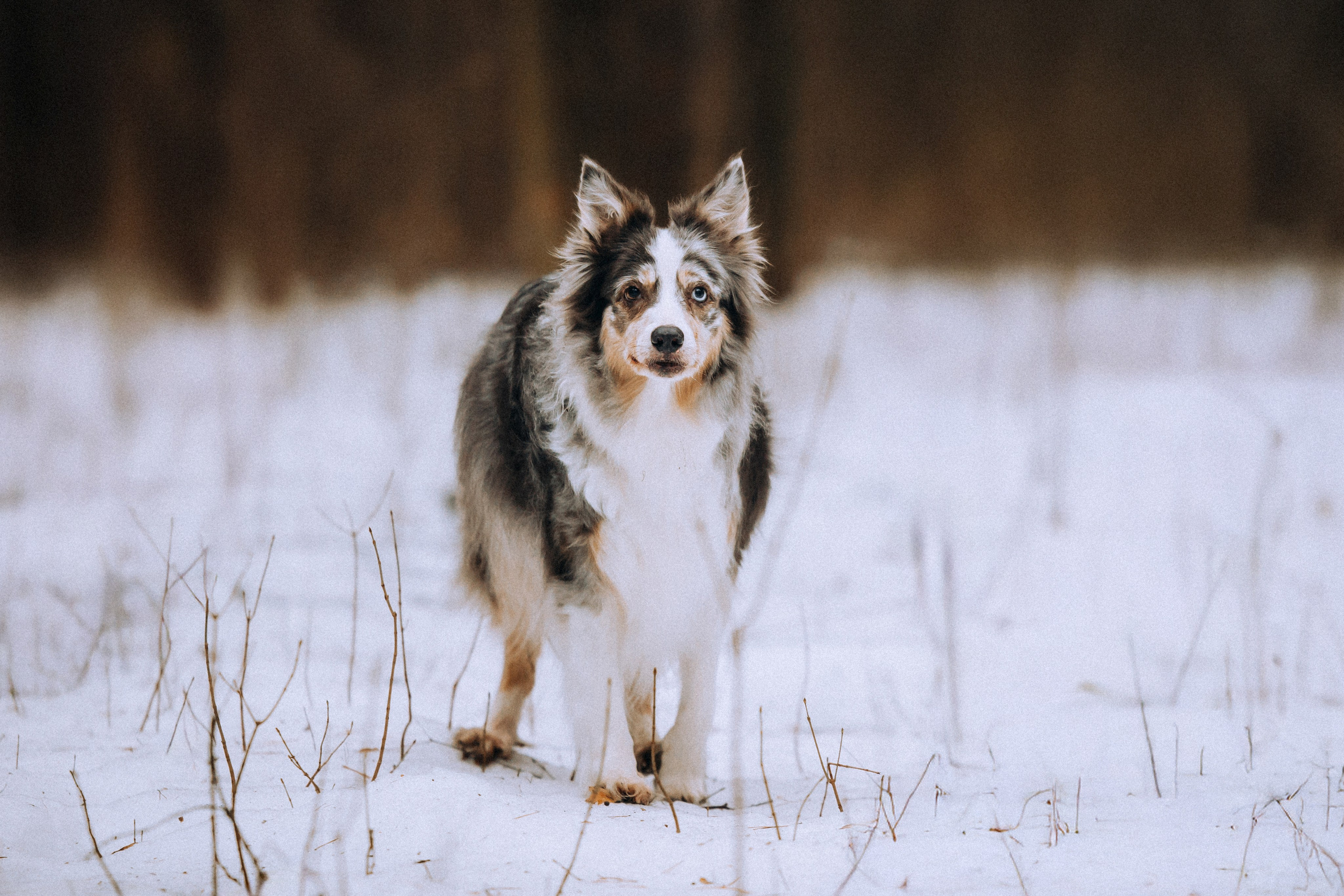 Полина, Милли и Паддингтон