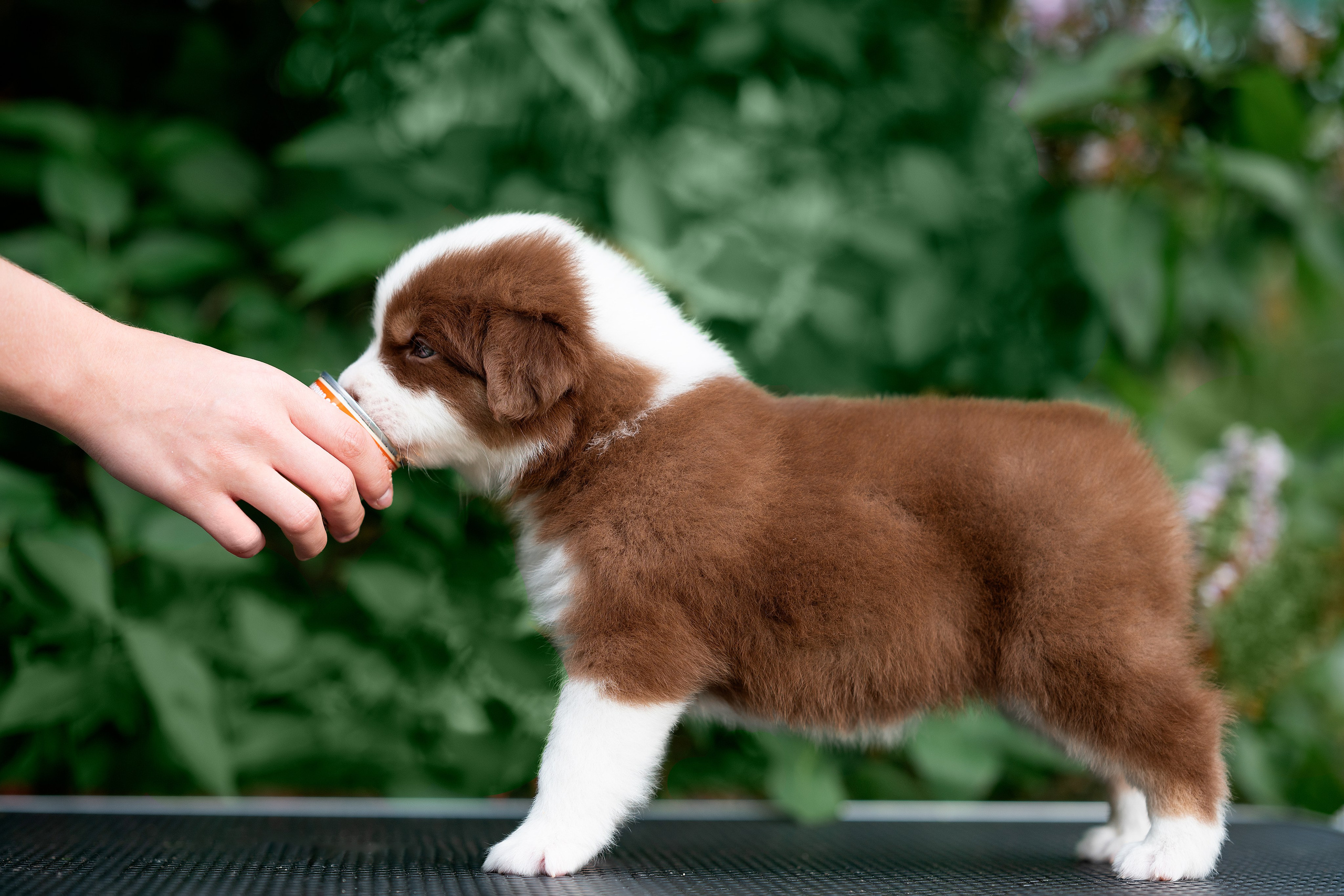 Заводчик Елизавета Степанова. Творческий фотограф Вологда