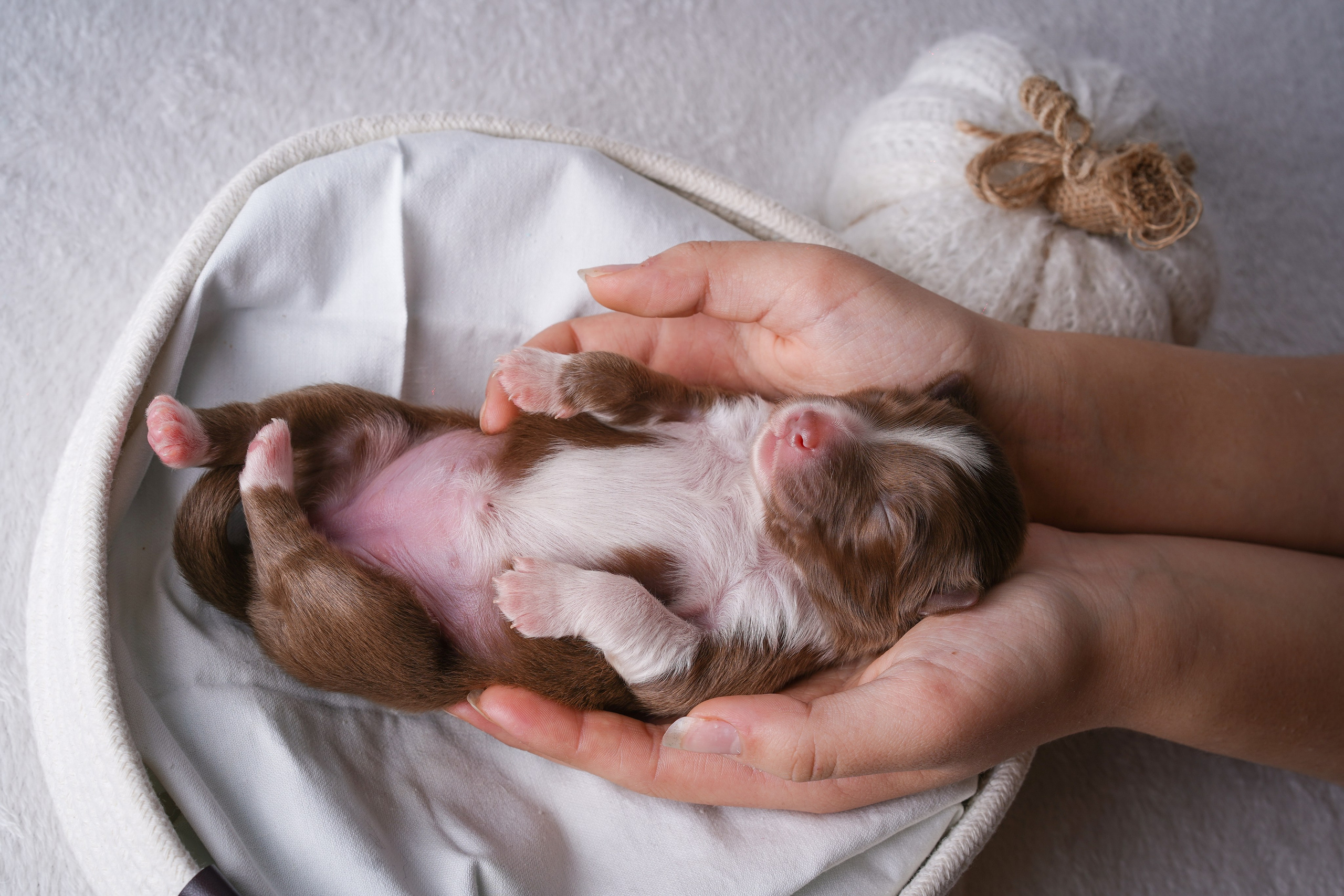 Щенули аусси. Фотограф-анималист в Санкт-Петербурге Яна Мартынова