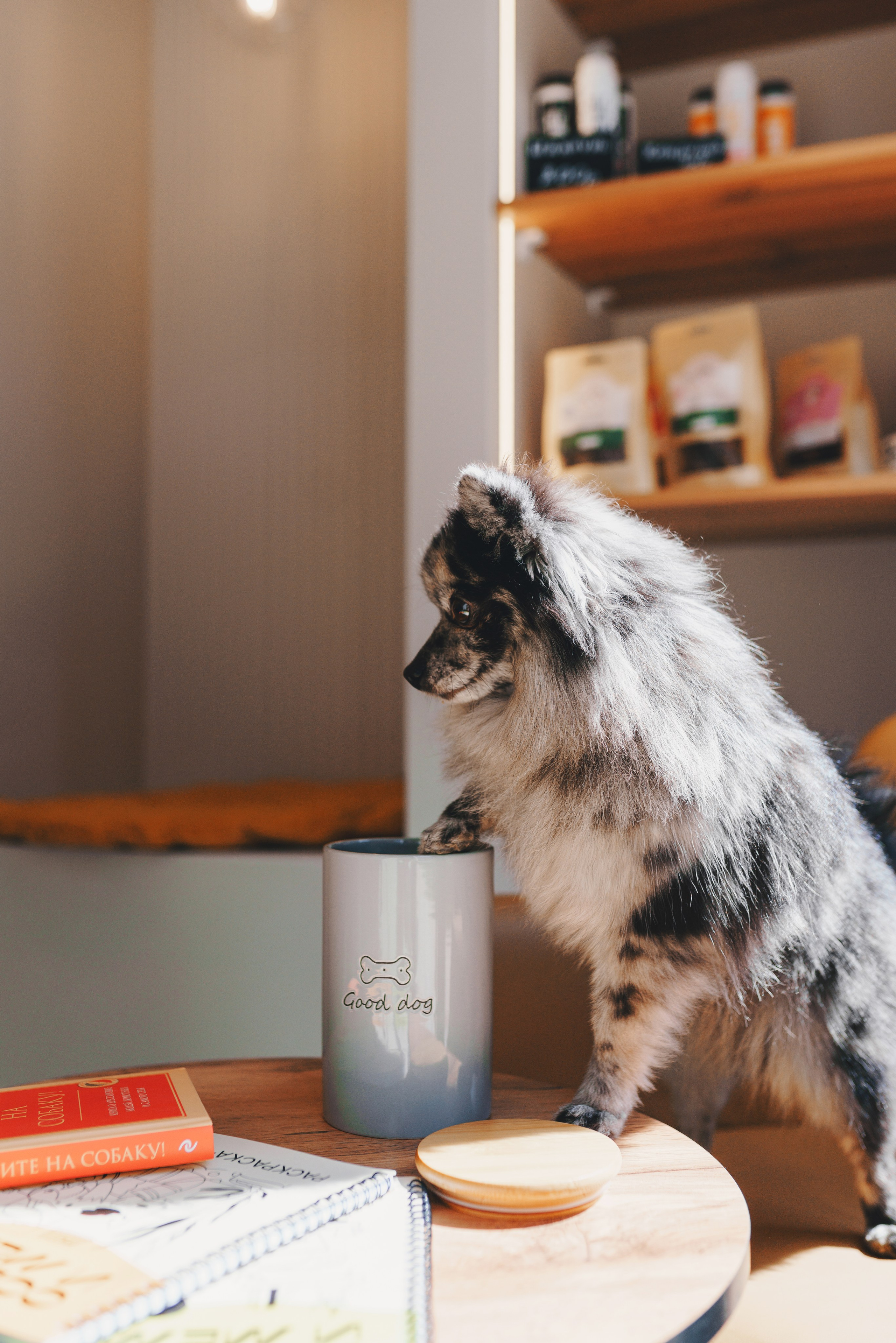 Груминг-салон. Фотограф анималист Осипчикова Мария