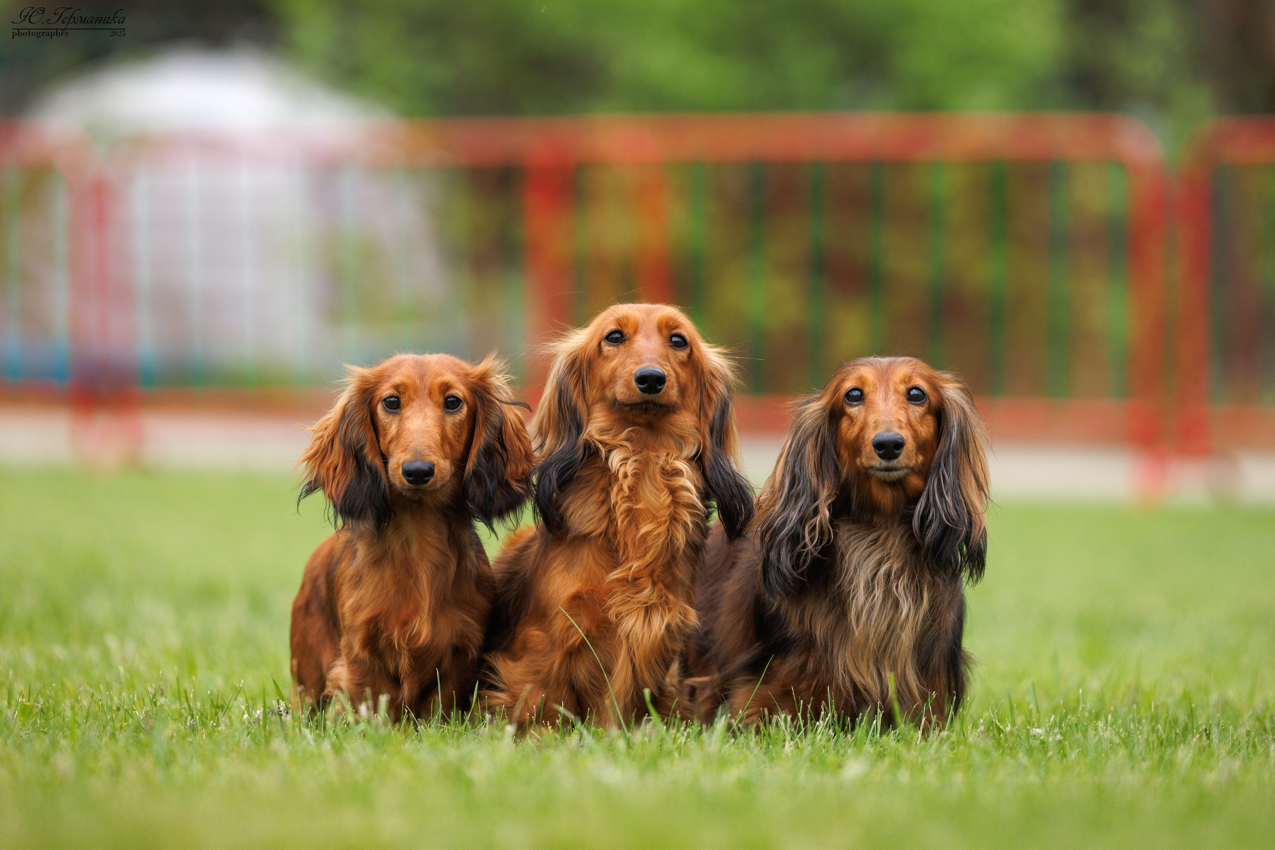 Суздаль(Владимир)17-18.05.2025. Фотограф-анималист Юлия Германика