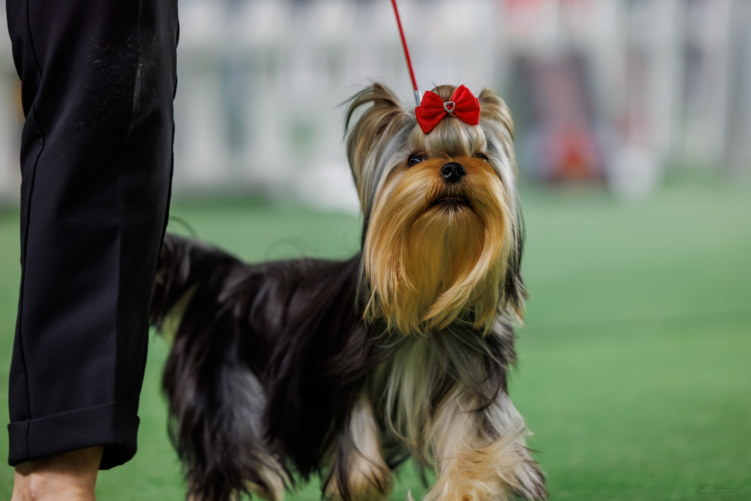 Телави 11-12.10.2025. Фотограф-анималист Юлия Германика