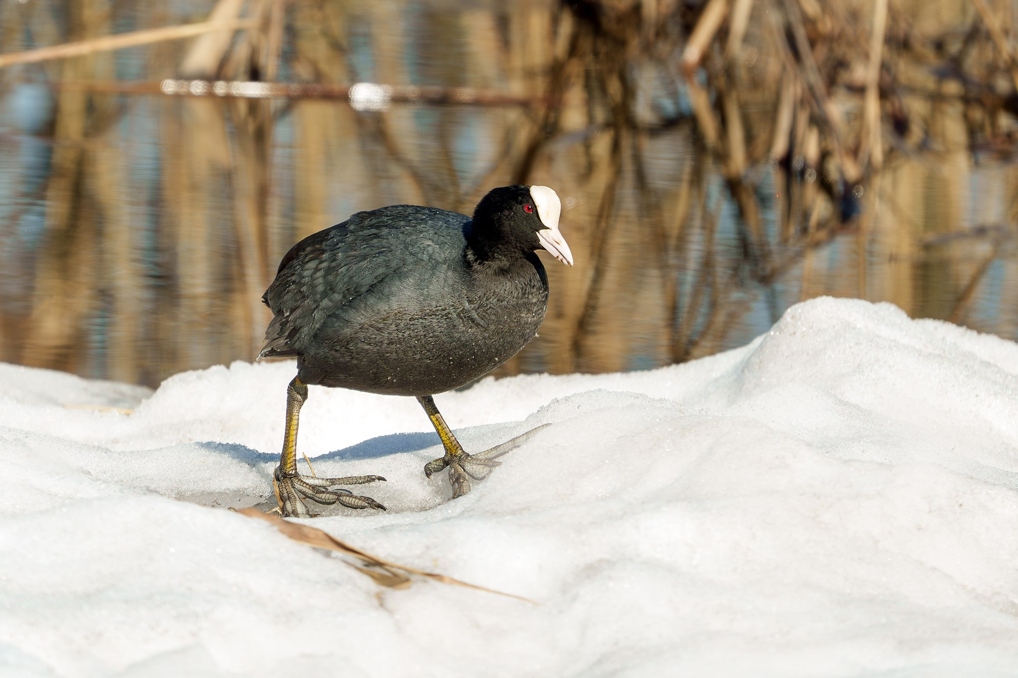 Удивительные мир птиц. Вокруг нас столько прекрасного — присмотритесь!. Ваш личный фотограф Марина Волкова
