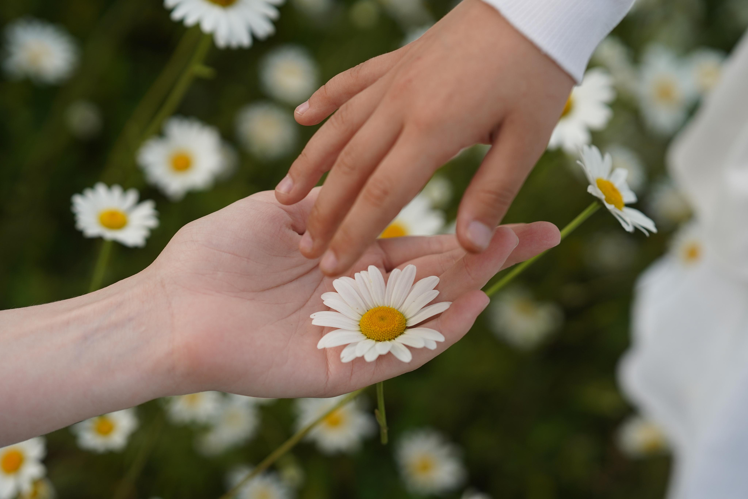 Фото в ромашковом поле. Фотограф Елена — Севастополь, Крым, Москва
