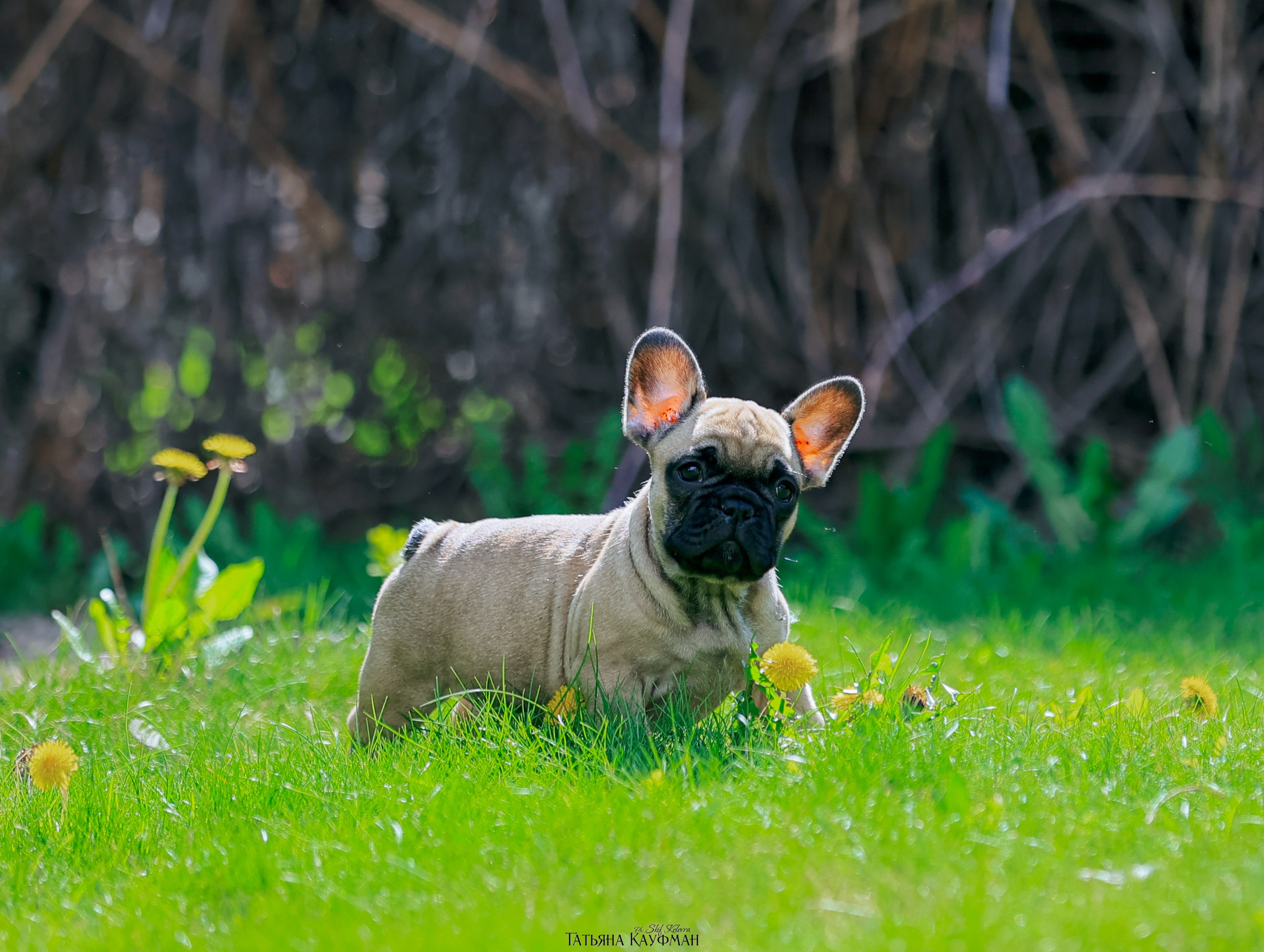 Французский бульдог, фотография французского бульдога, щенки бульдога, щенки французского бульдога, красивая собака, фотограф анималист, фотокурс Анималистика, научиться фотографировать собак, фотограф Новосибирск