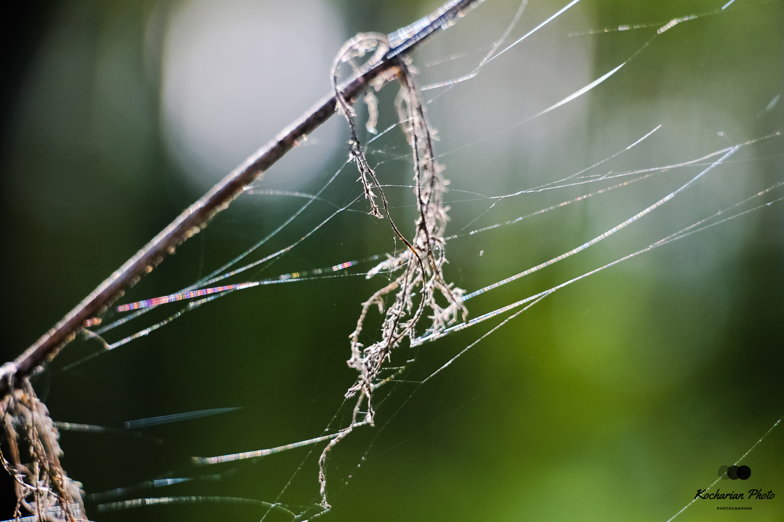 Макросъемка. Photographer K.A.D