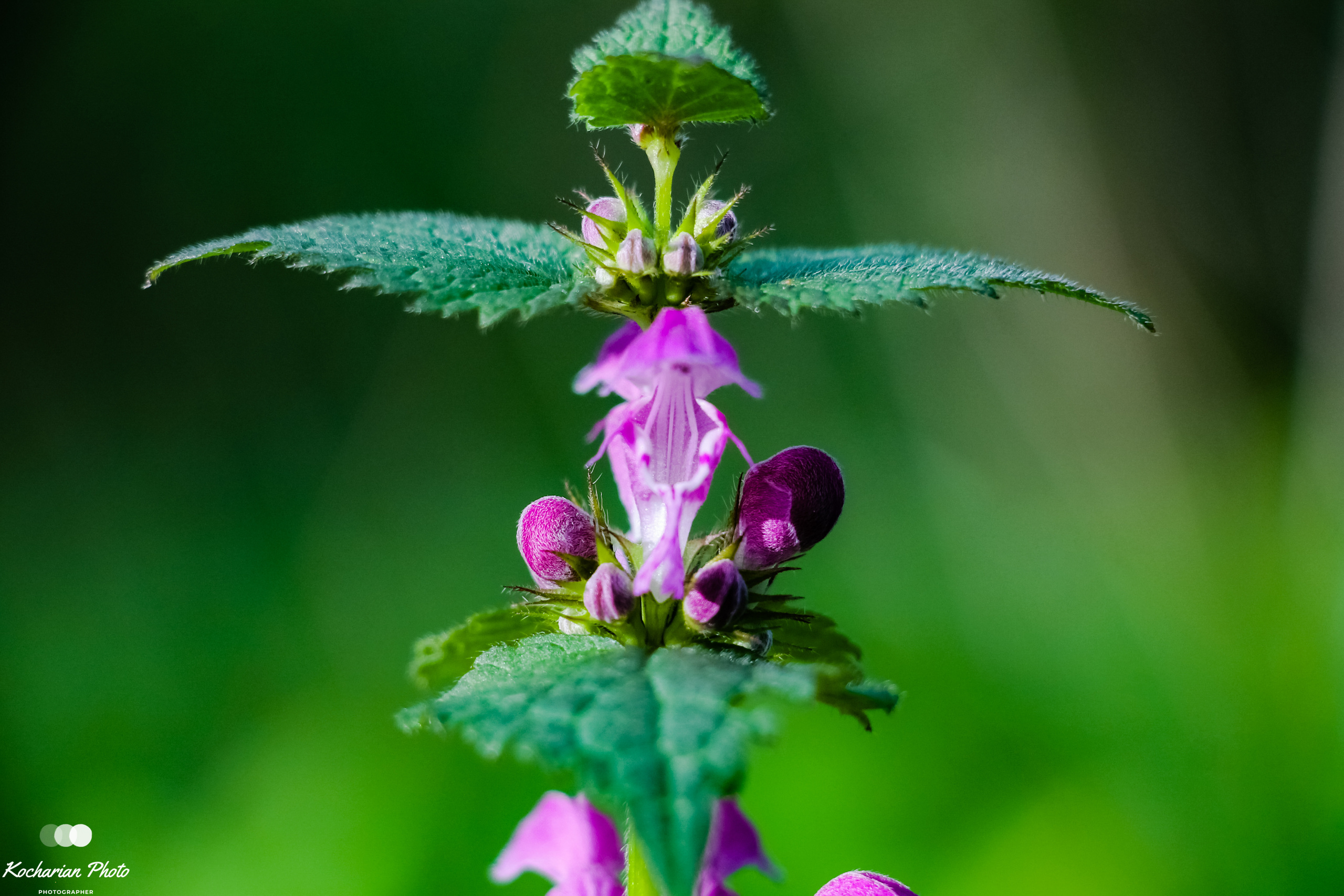 Макросъемка. Photographer K.A.D