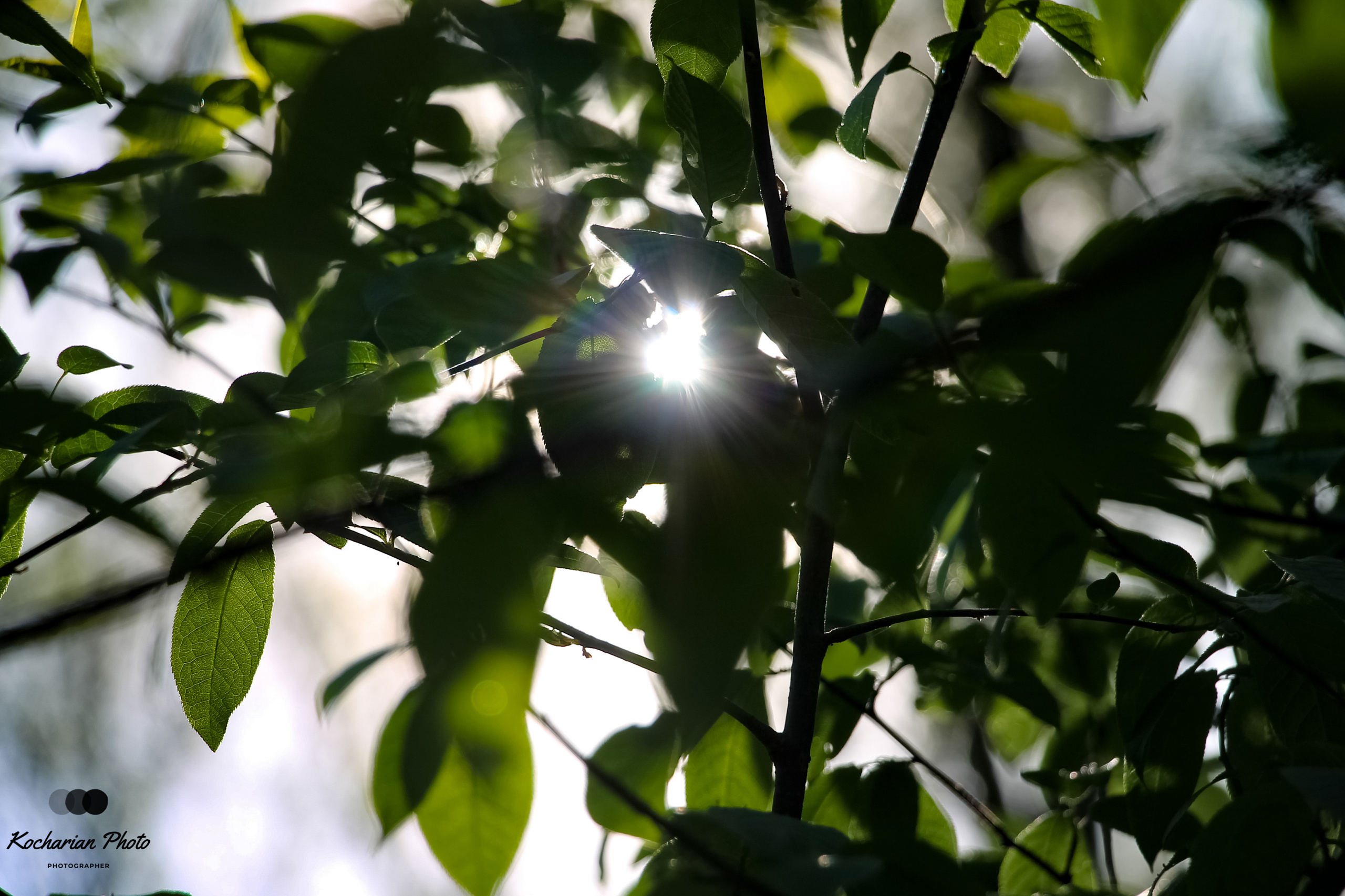 Макросъемка. Photographer K.A.D