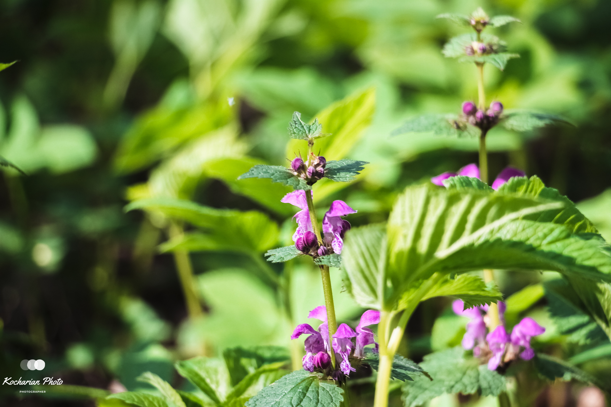 Макросъемка. Photographer K.A.D