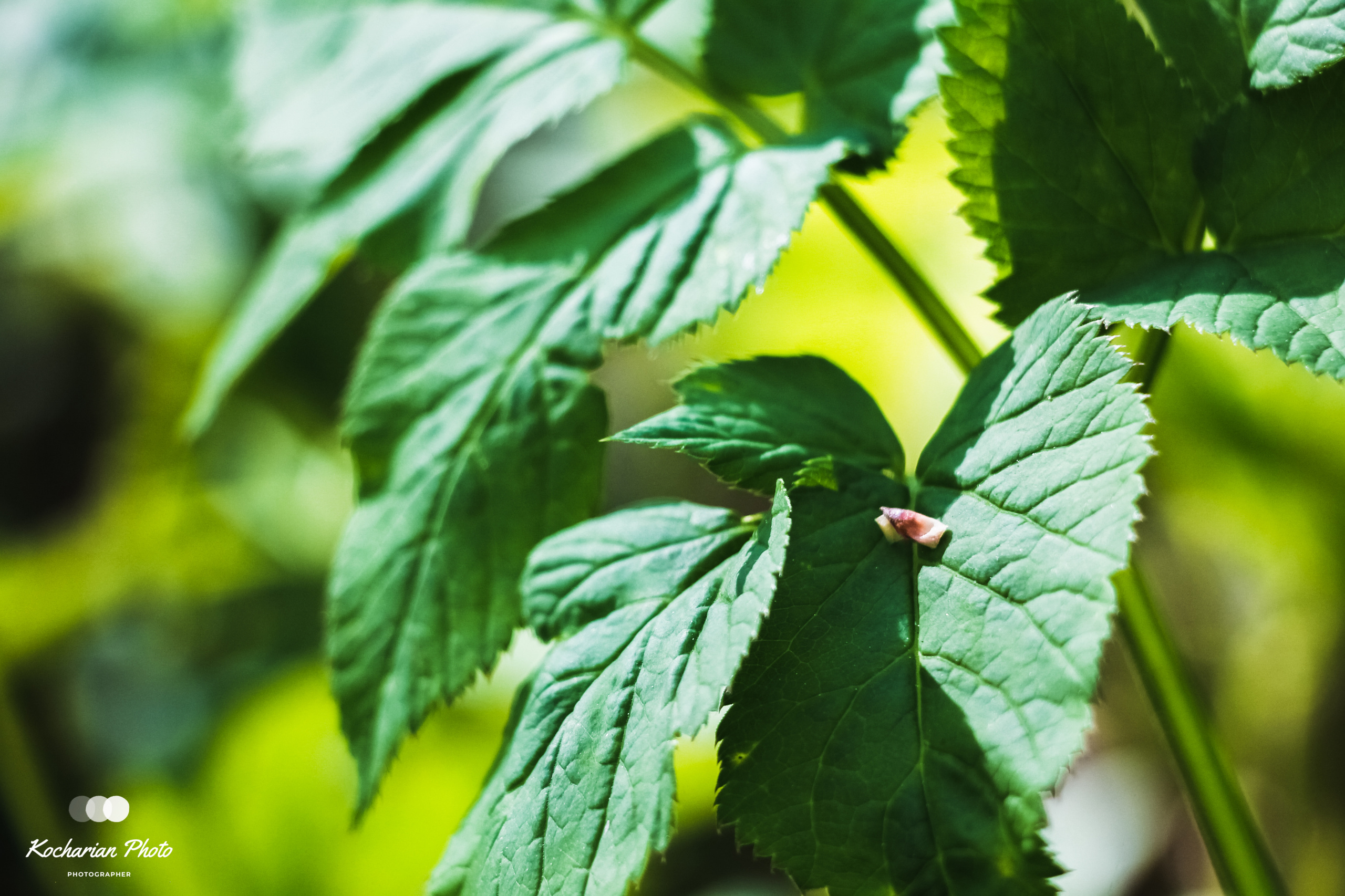 Макросъемка. Photographer K.A.D