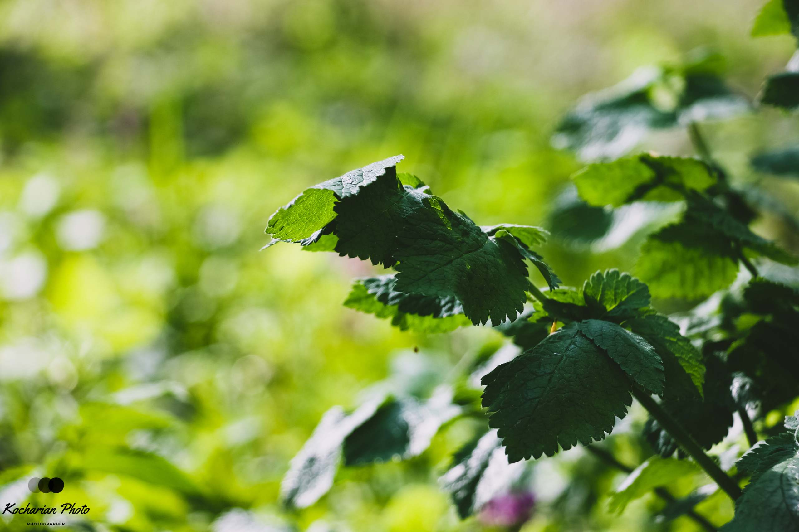 Макросъемка. Photographer K.A.D