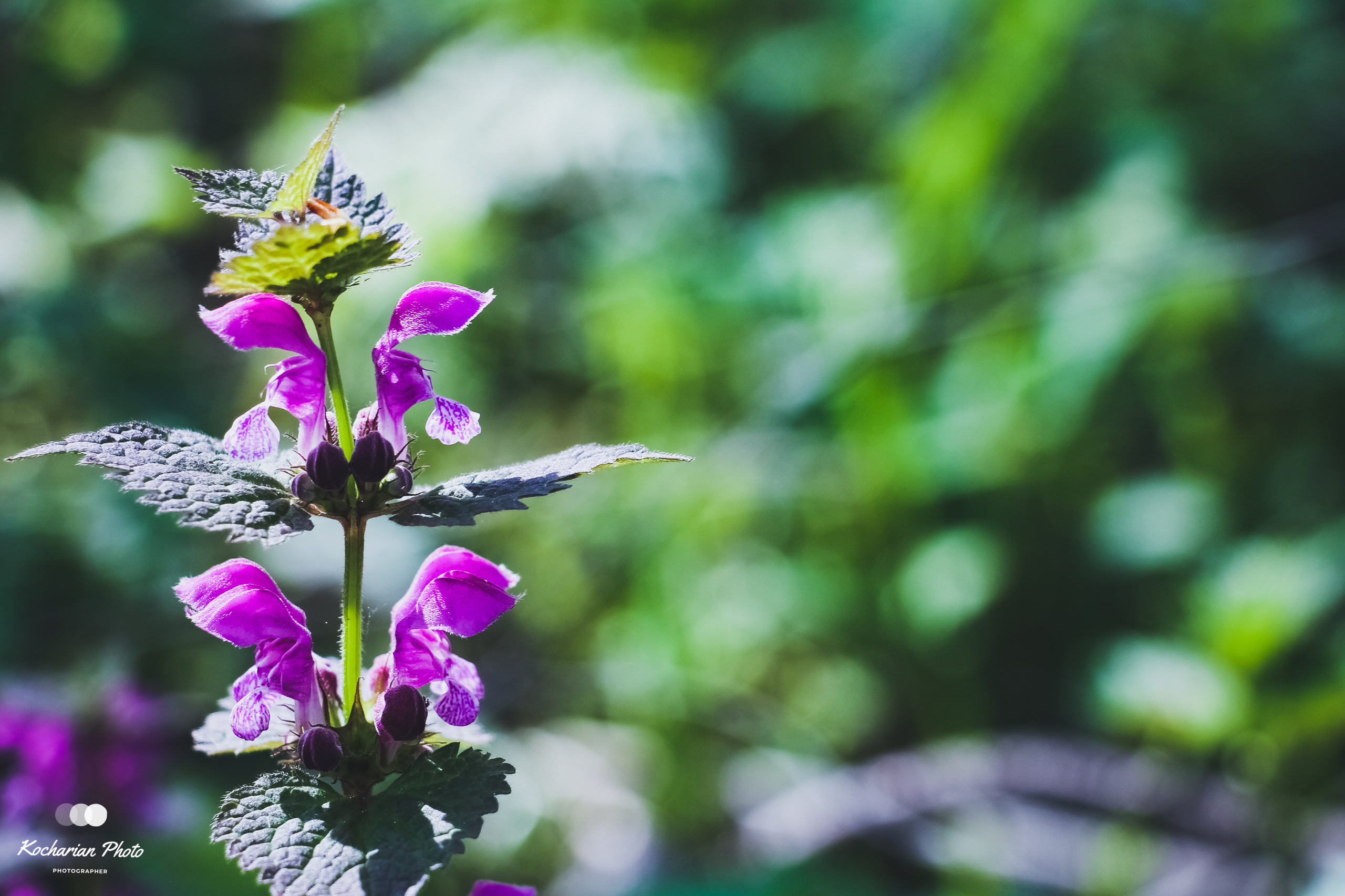 Макросъемка. Photographer K.A.D