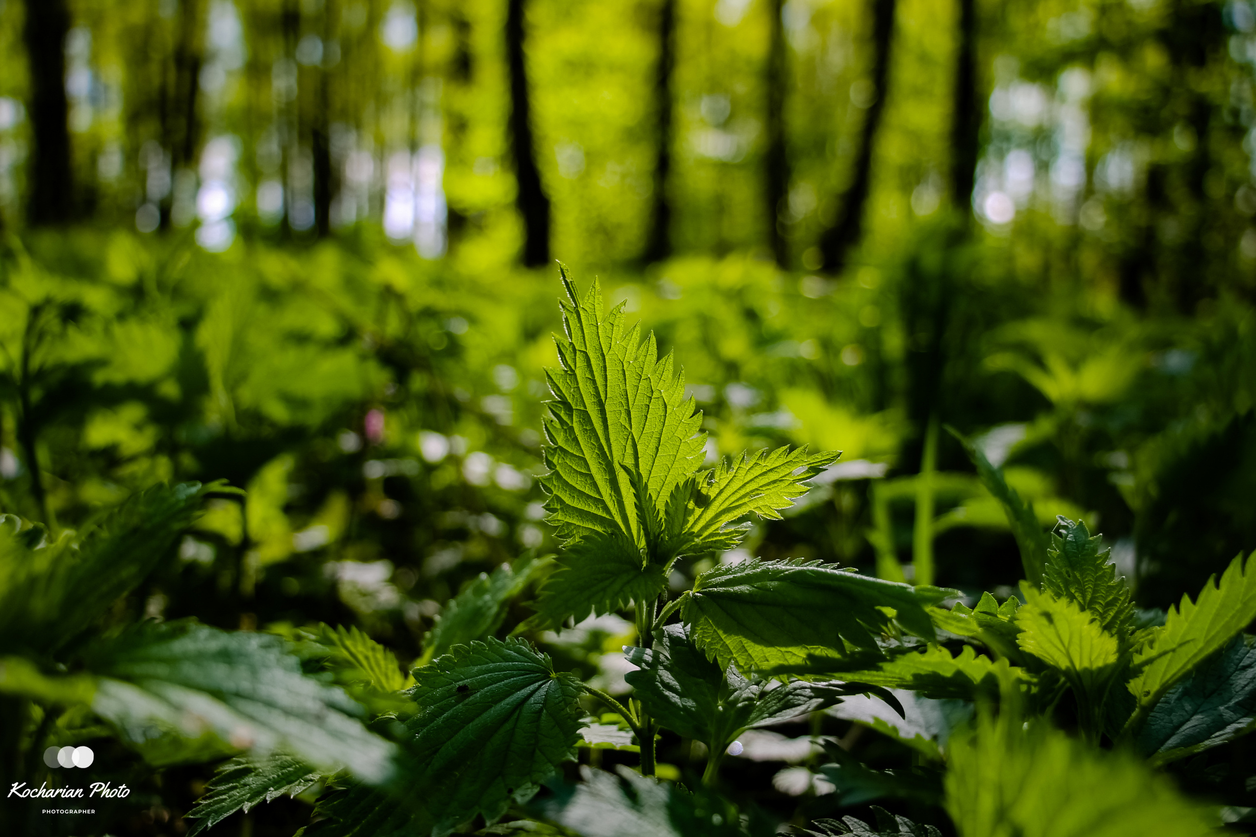 Макросъемка. Photographer K.A.D